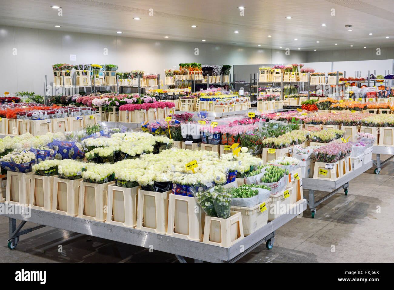 Grand magasin de fleur avec beaucoup de lumières sur le plafond et paniers de diverses fleurs lumineuses et colouful Banque D'Images