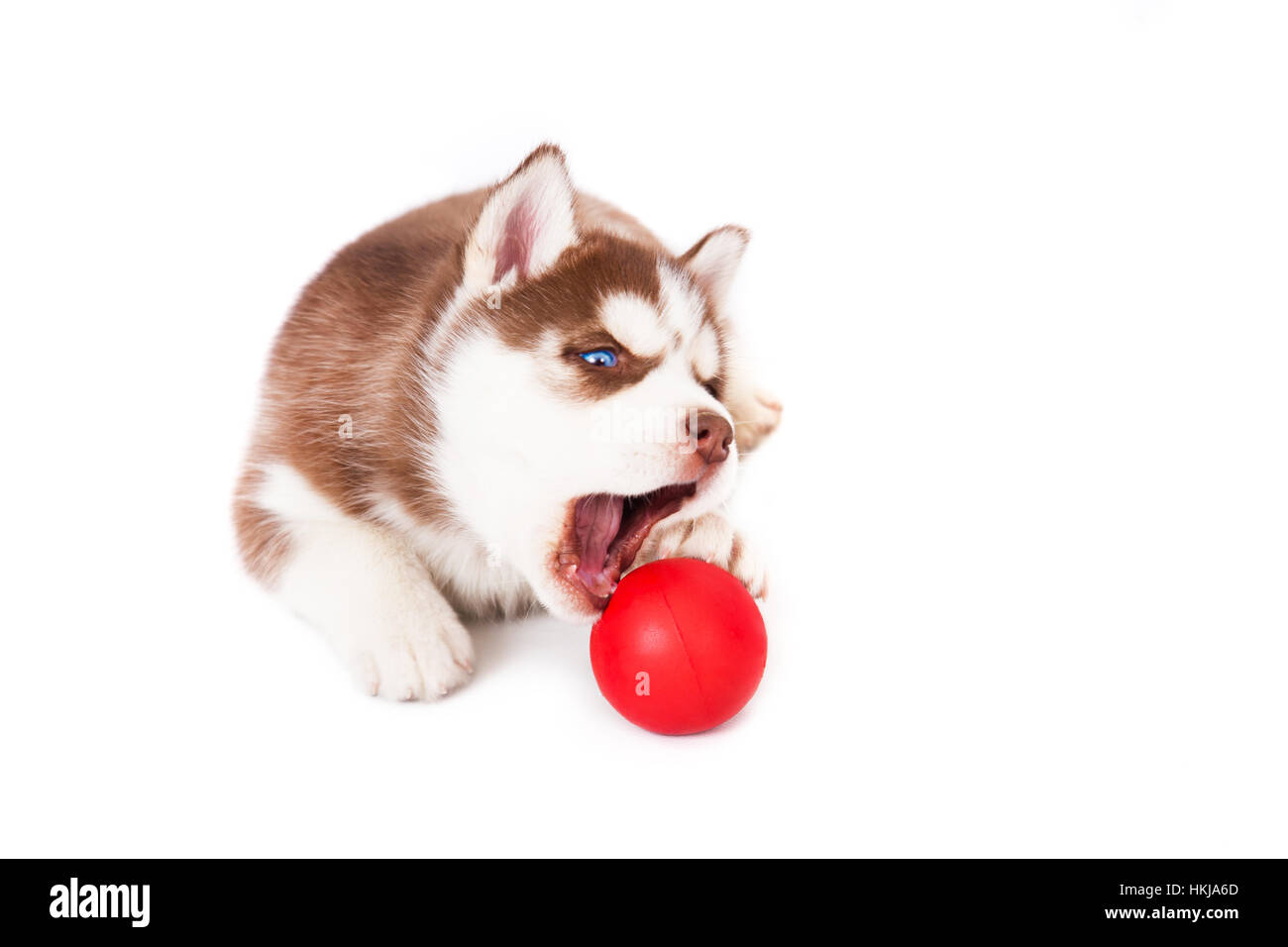 Husky de Sibérie en jouant avec une balle, en studio sur un fond blanc. Banque D'Images