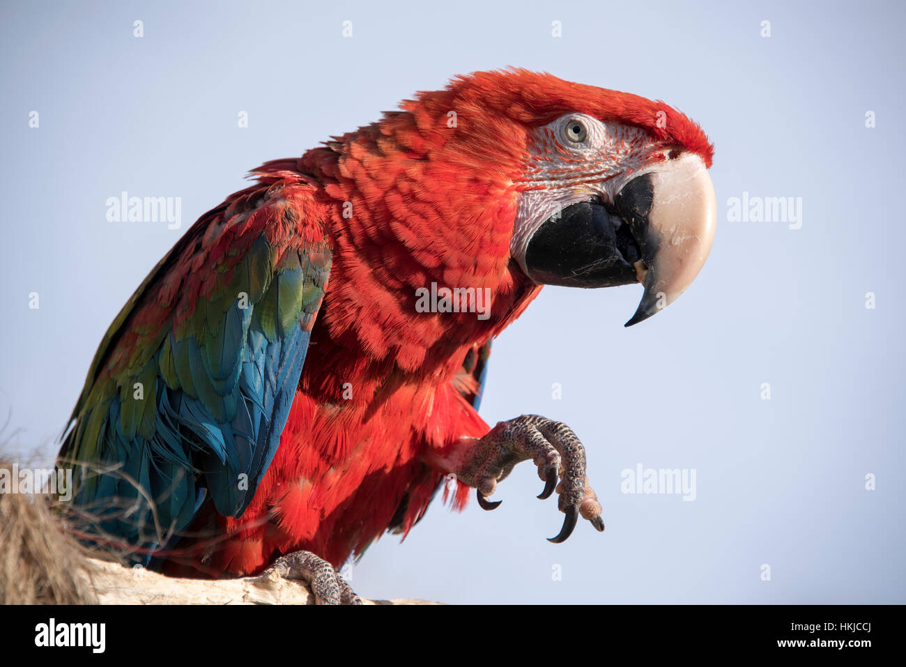 Green Winged Macaw au monde d'Ailes à Lokeren près de Glasgow, Écosse Banque D'Images