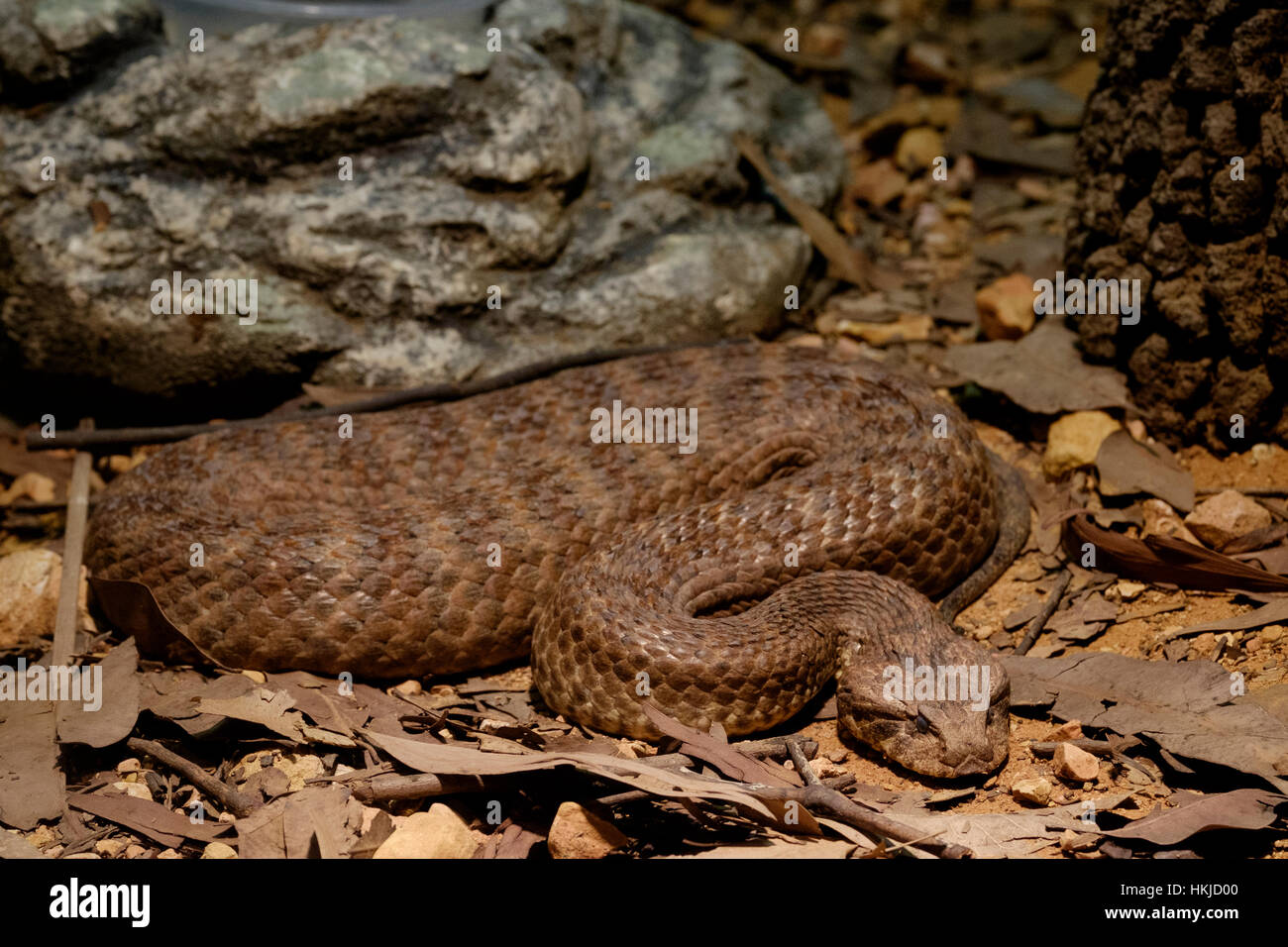 Death Adder - Australia Zoo Banque D'Images