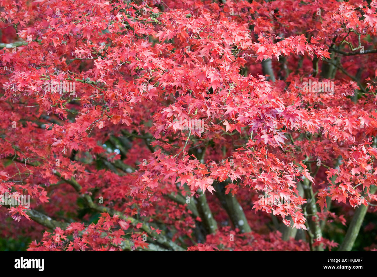 Acer palmatum Atropurpureum en automne. Banque D'Images