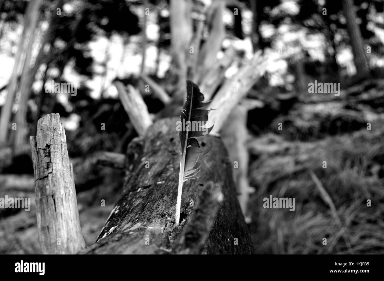 Plume, Plume, plume d'oiseau, still life Banque D'Images