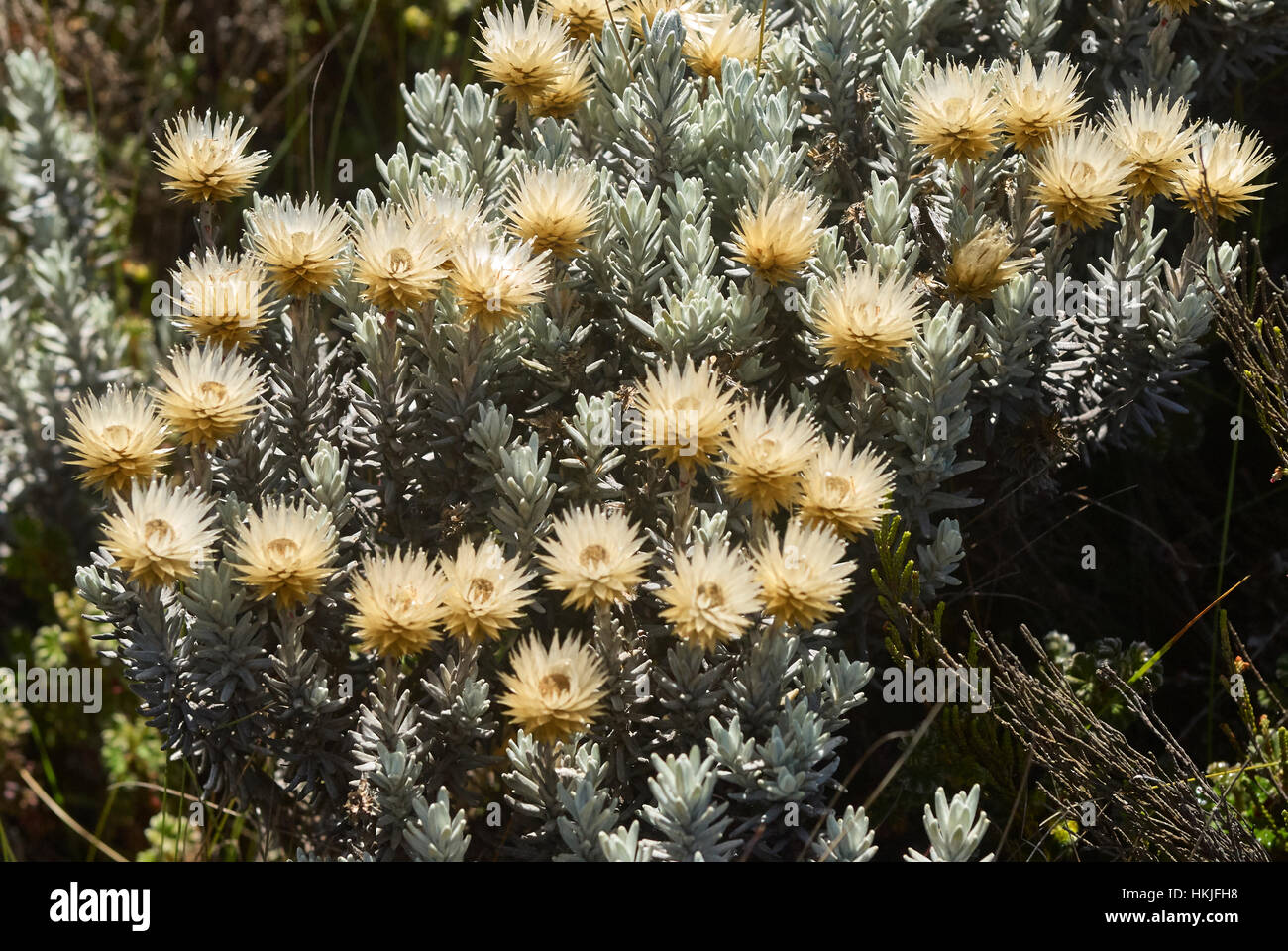 Helichrysum newii Kilimandjaro (éternelle), Kilimandjaro, Tanzanie Banque D'Images