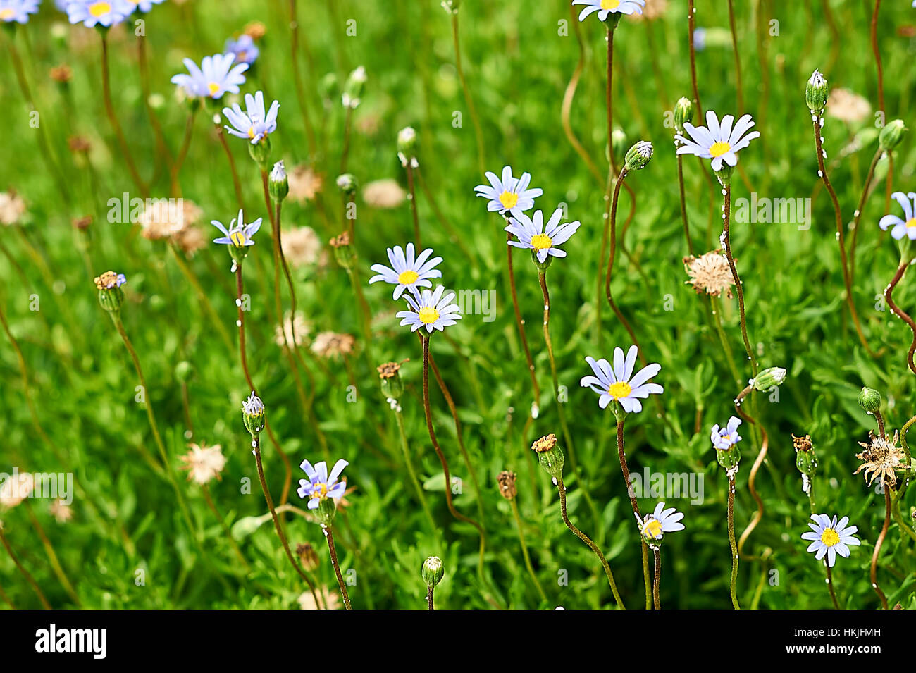 Daisy bleu bigarré dans un jardin ornemental, Tanzanie Banque D'Images