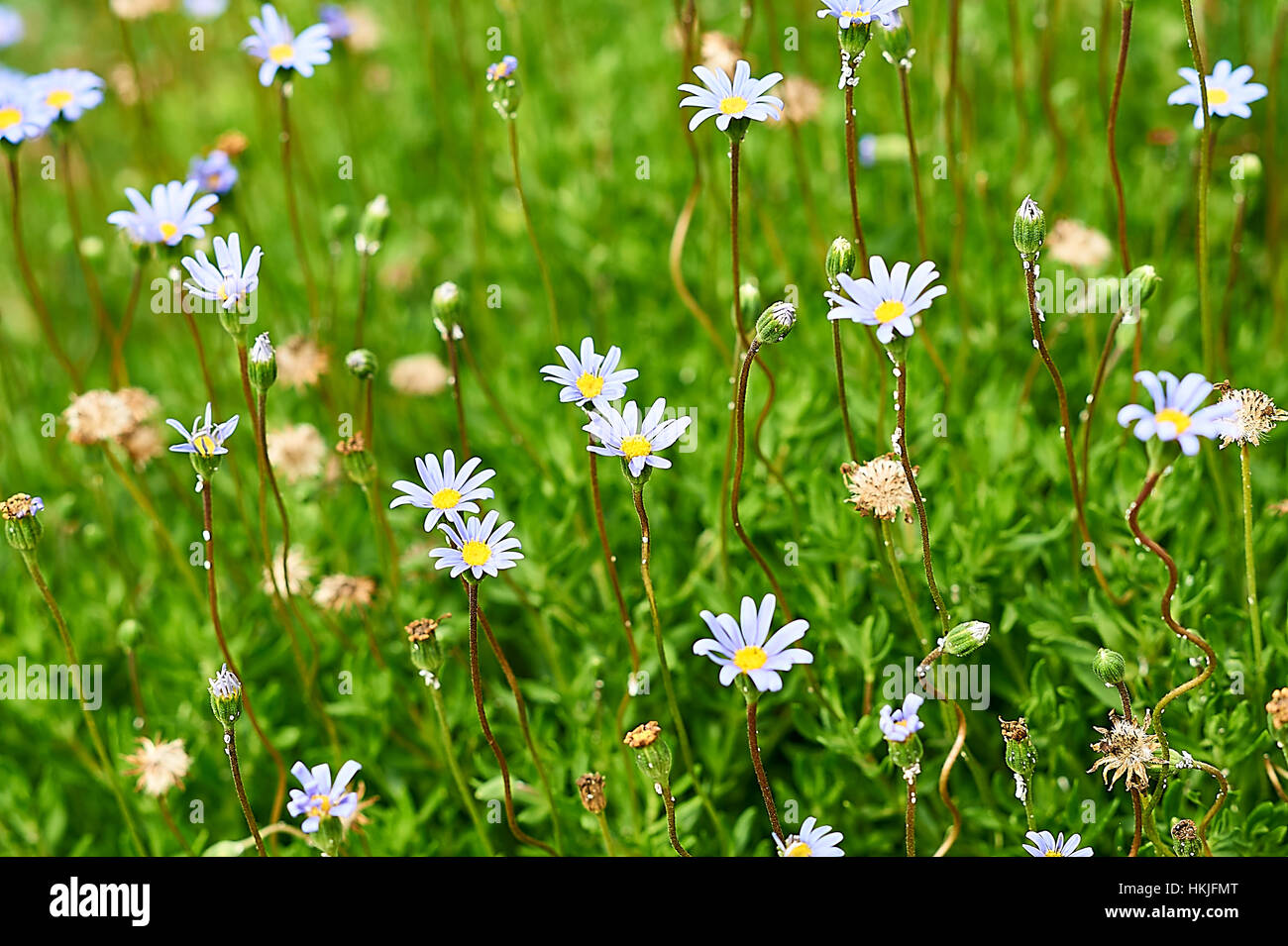 Daisy bleu bigarré dans un jardin ornemental, Tanzanie Banque D'Images Daisy bleu bigarré dans un jardin ornemental, Tanzanie Banque D'Images