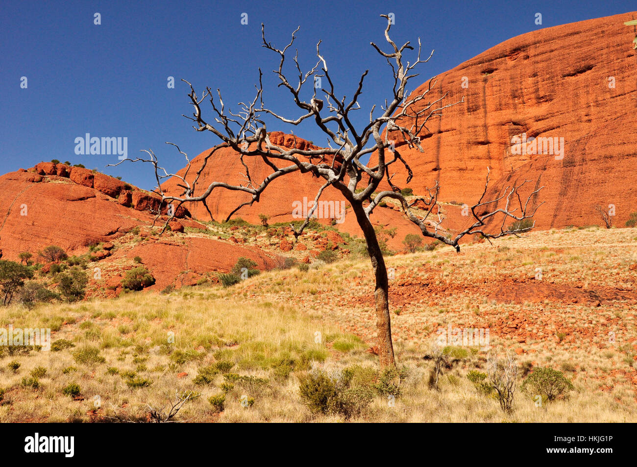 Kata Tjuta, l'Australie, le Parc National d'Uluru-Kata Tjuta Banque D'Images