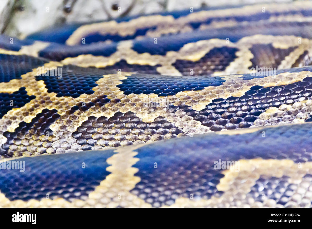 Photo de vrai boa serpent python peau close up Banque D'Images