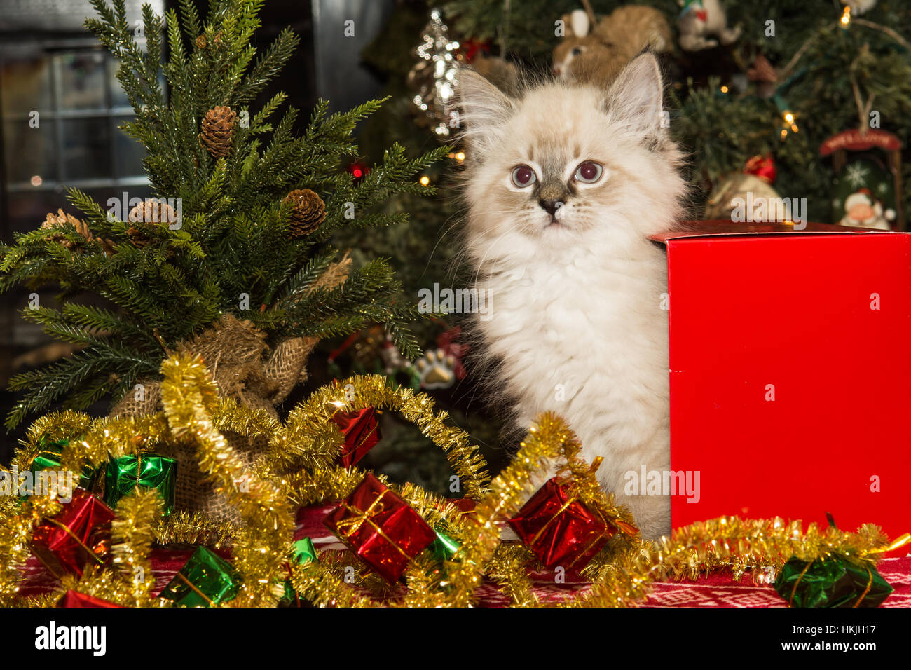 Kitten Playing dans une boîte-cadeau à Noël Banque D'Images