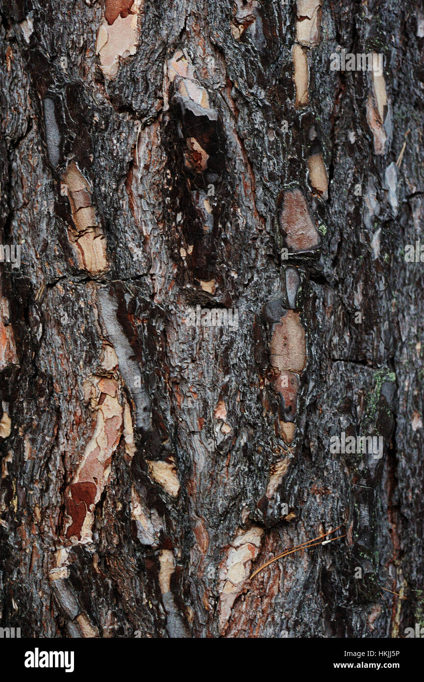 Close up of old texture arbre en hiver Banque D'Images