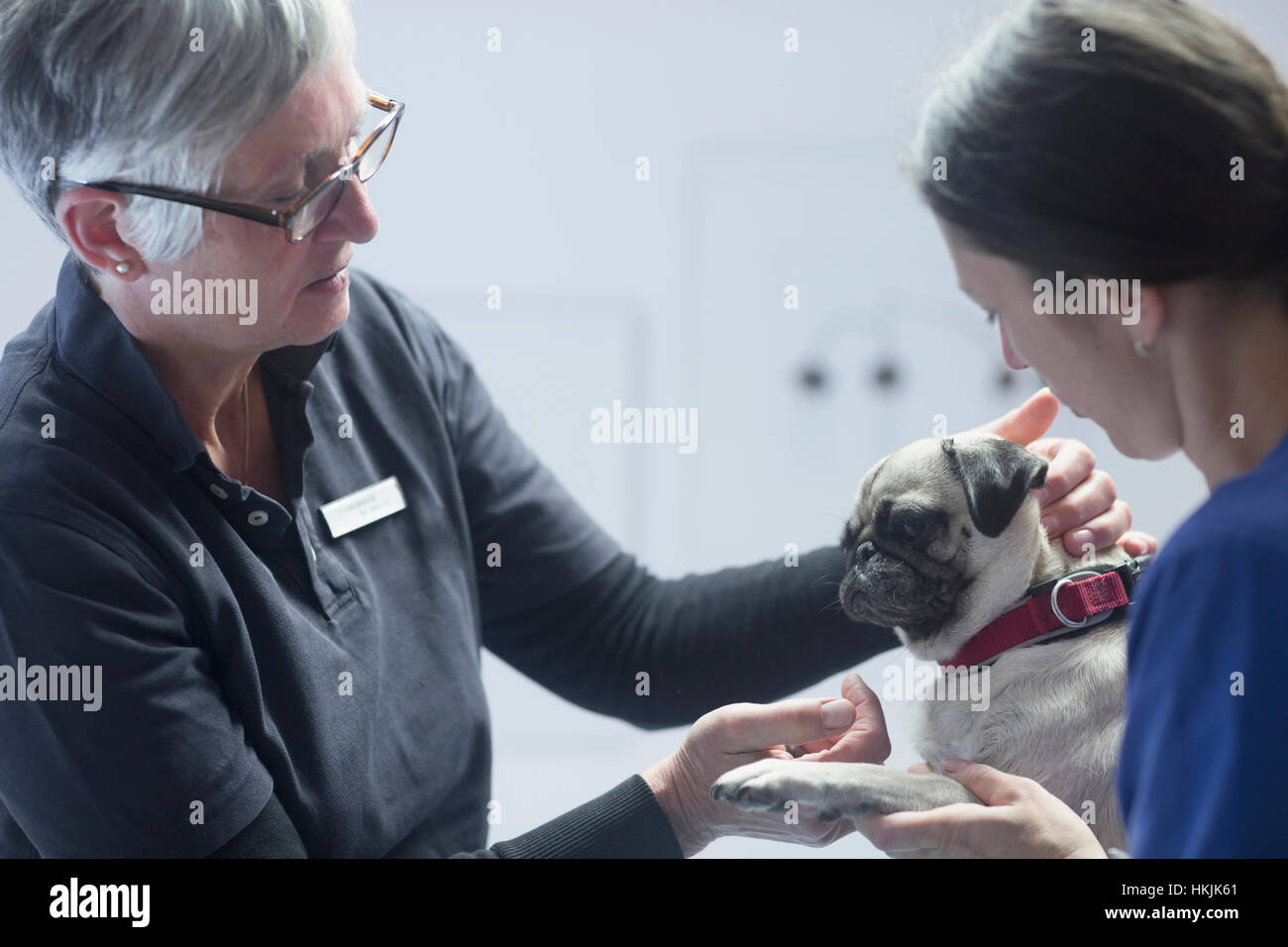 Les vétérinaires d'effectuer un contrôle sur un chien, Breisach, Bade-Wurtemberg, Allemagne Banque D'Images