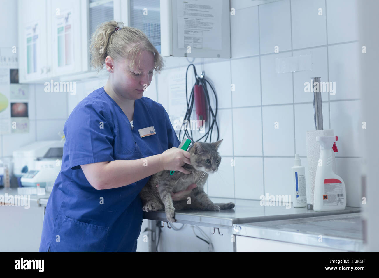 L'examen vétérinaire femelle cat en chirurgie, Breisach, Bade-Wurtemberg, Allemagne Banque D'Images