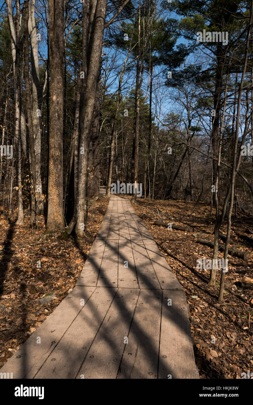 Sentier de la promenade dans les bois. Banque D'Images