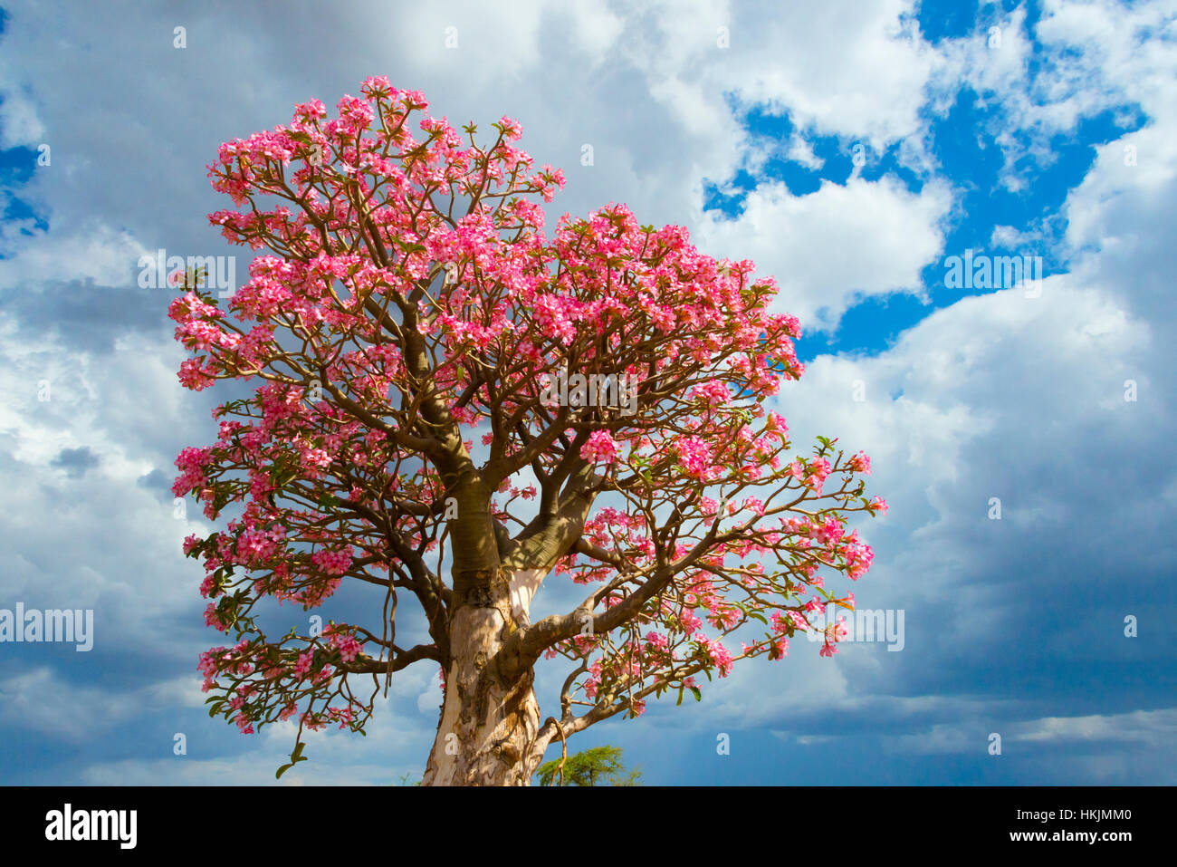 Roses de sable dans la montagne, au sud de l'Éthiopie, l'Omo Banque D'Images