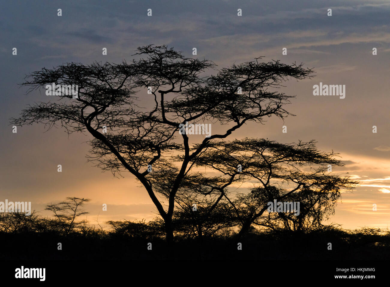 Acacia arbres dans la montagne, au sud de l'Éthiopie, l'Omo Banque D'Images