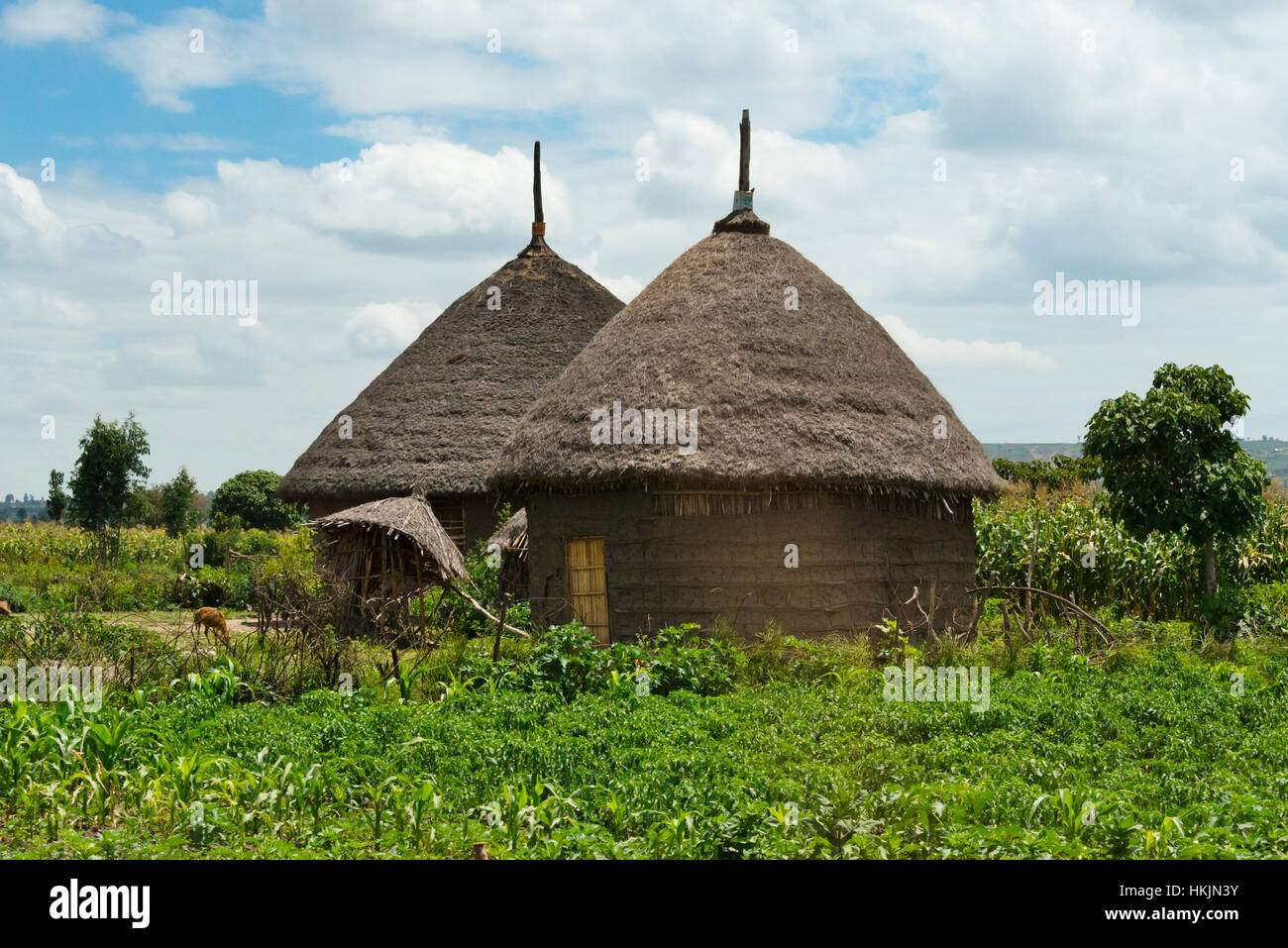 Maisons traditionnelles au toit de chaume, thiopia Banque D'Images