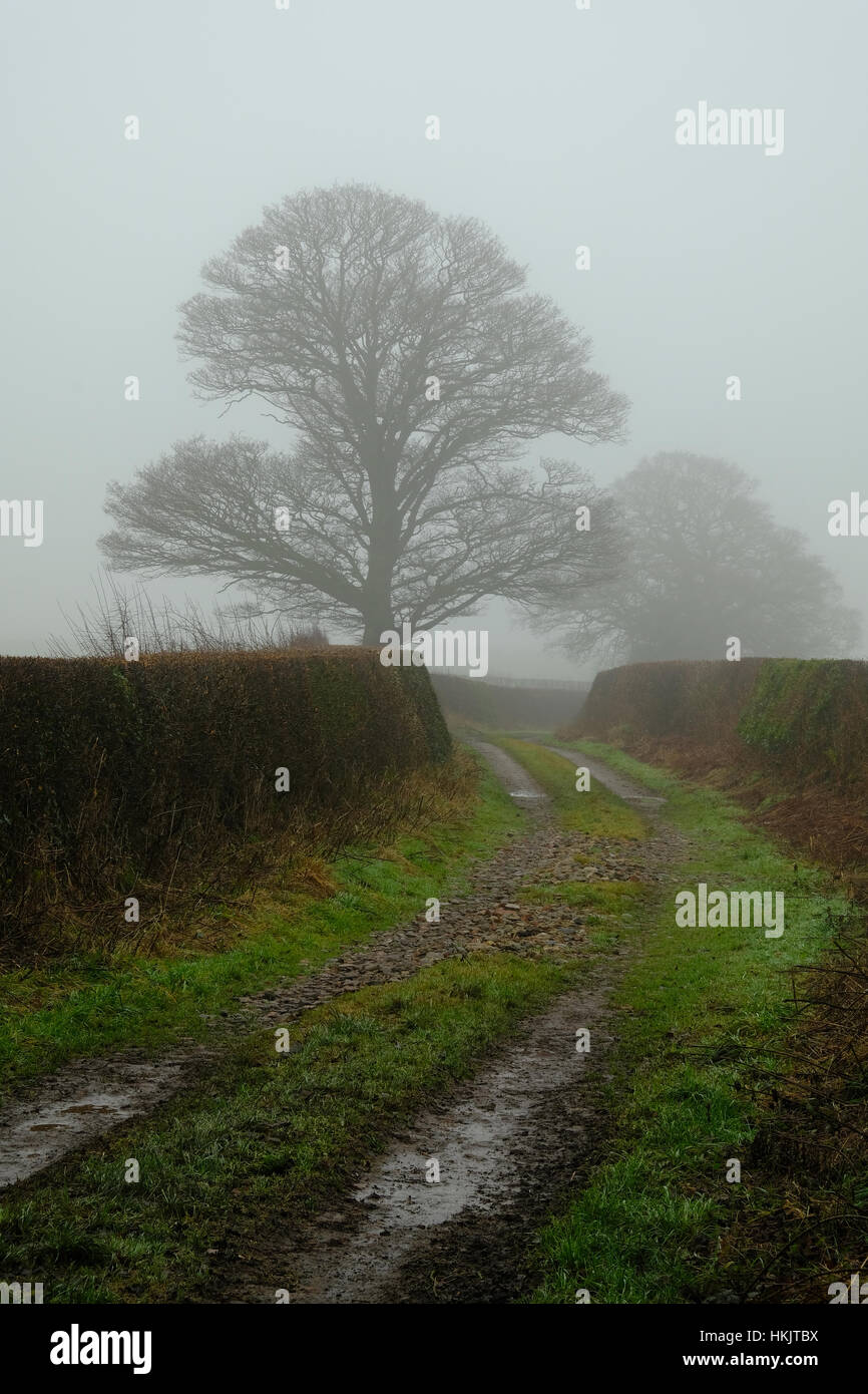 La voie agricole dans le Shropshire, au Royaume-Uni, sur une journée d'hiver brumeux Banque D'Images