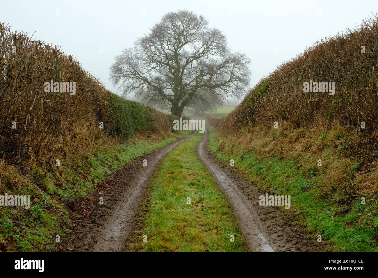 La voie agricole dans le Shropshire, au Royaume-Uni, sur une journée d'hiver brumeux Banque D'Images