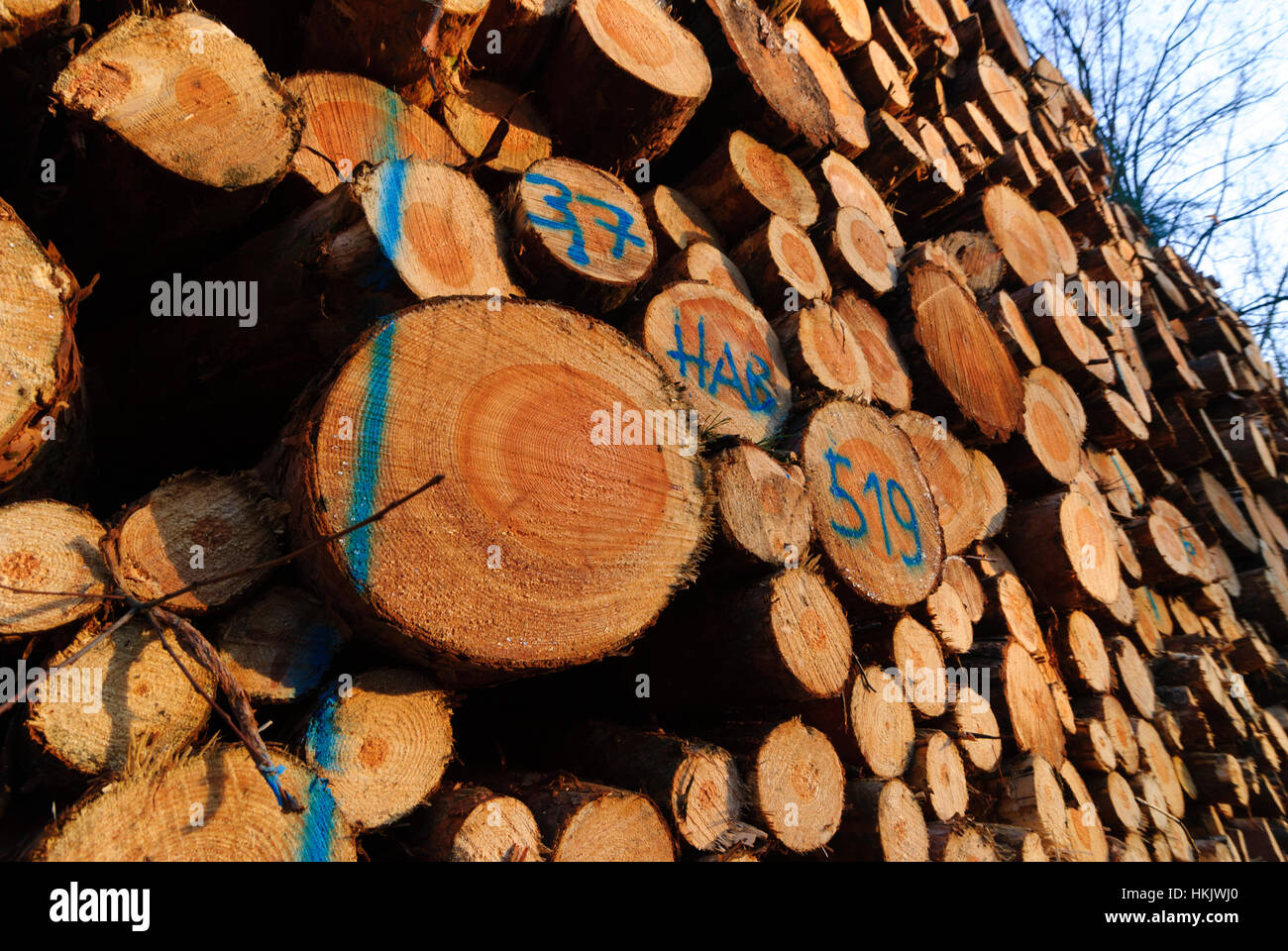 Dresde : bois abattus, , Sachsen, Saxe, Allemagne Banque D'Images