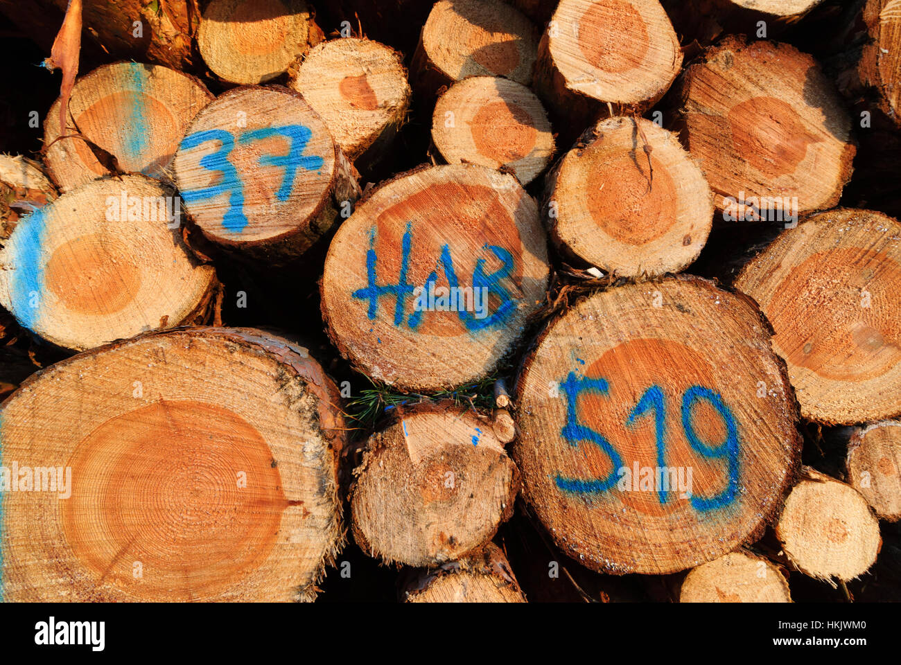 Dresde : bois abattus, , Sachsen, Saxe, Allemagne Banque D'Images