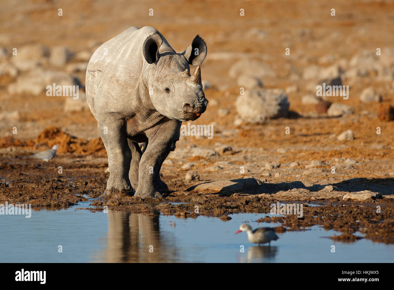 Un rhinocéros noir (Diceros bicornis) à un étang, Etosha National Park, Namibie Banque D'Images Un rhinocéros noir (Diceros bicornis) à un étang, Etosha National Park, Namibie Banque D'Images