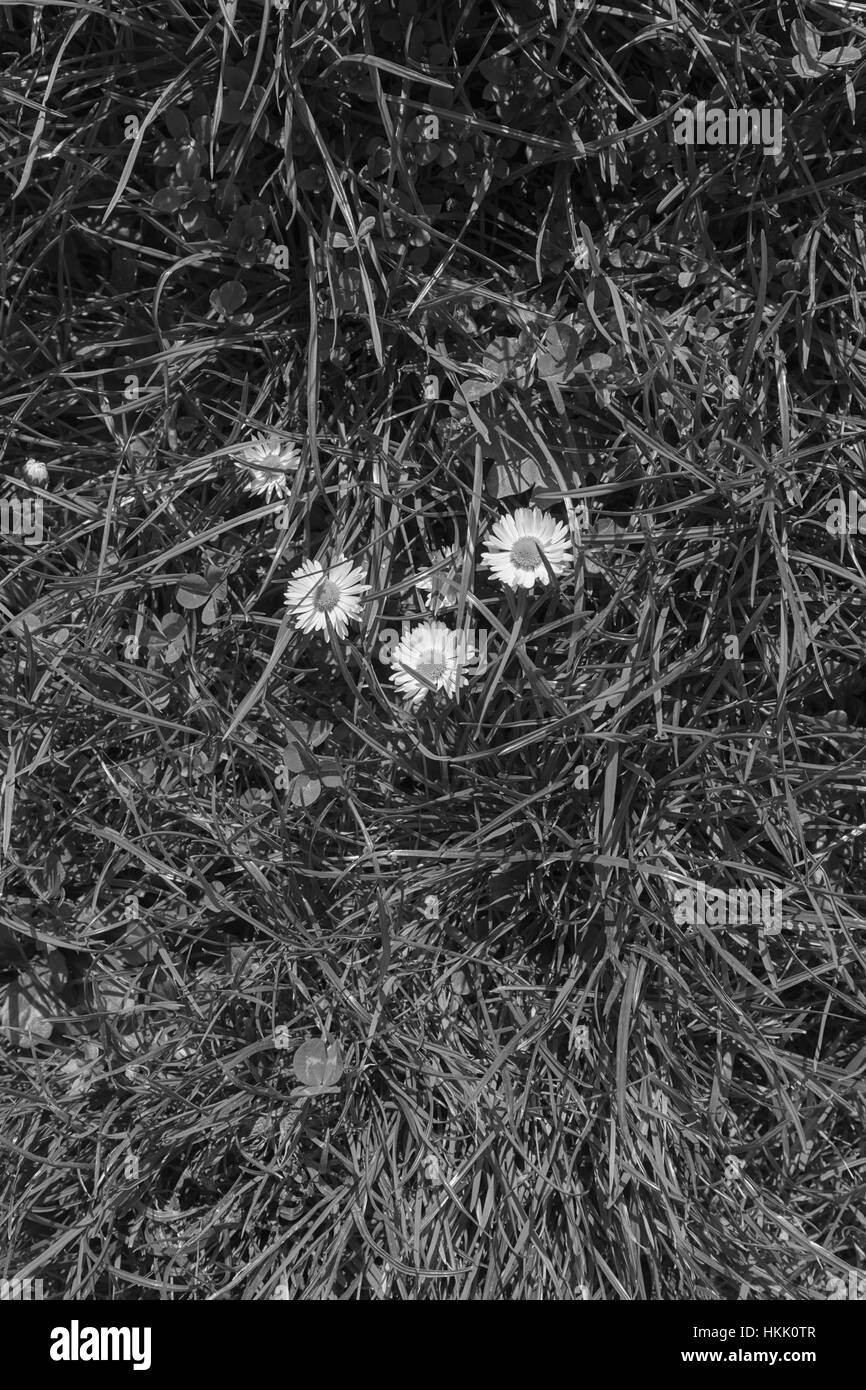 Marguerites fleurs dans l'herbe au printemps, note faible profondeur de champ Banque D'Images