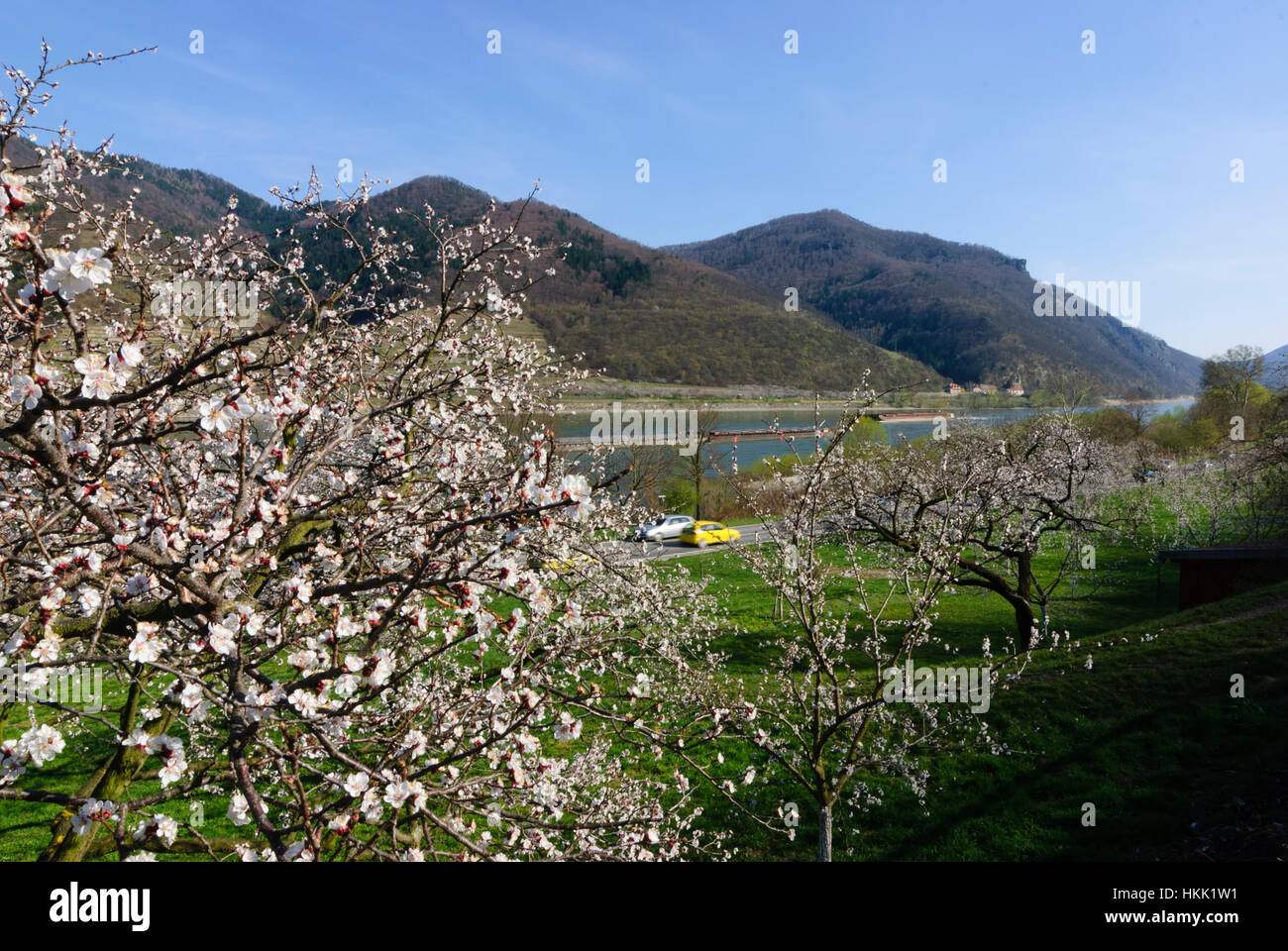 Willendorf in der Wachau : Apricot blossom (abricots) dans la Wachau, Wachau, Niederösterreich, Basse Autriche, Autriche Banque D'Images