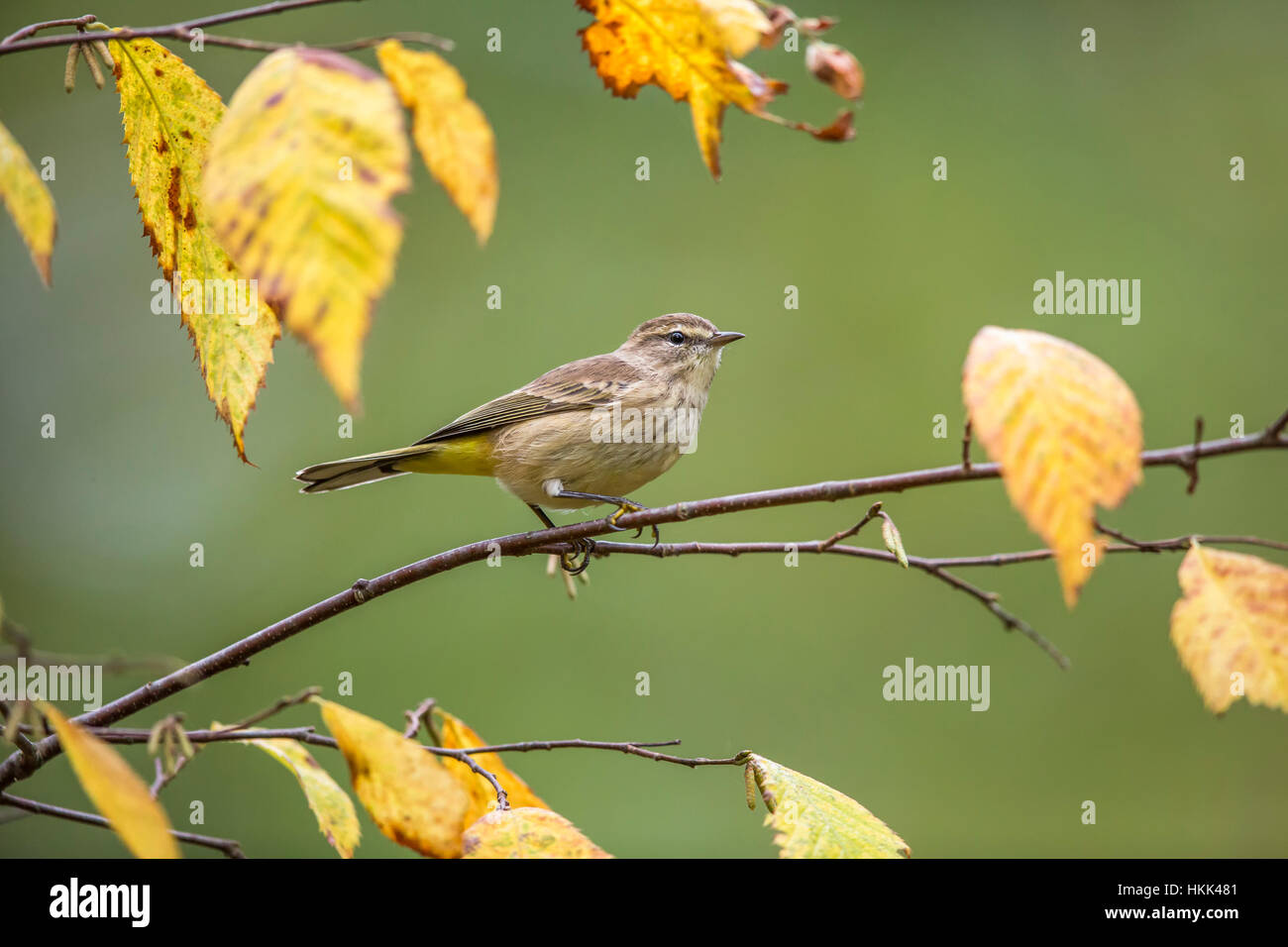 Paruline à l'automne Banque D'Images