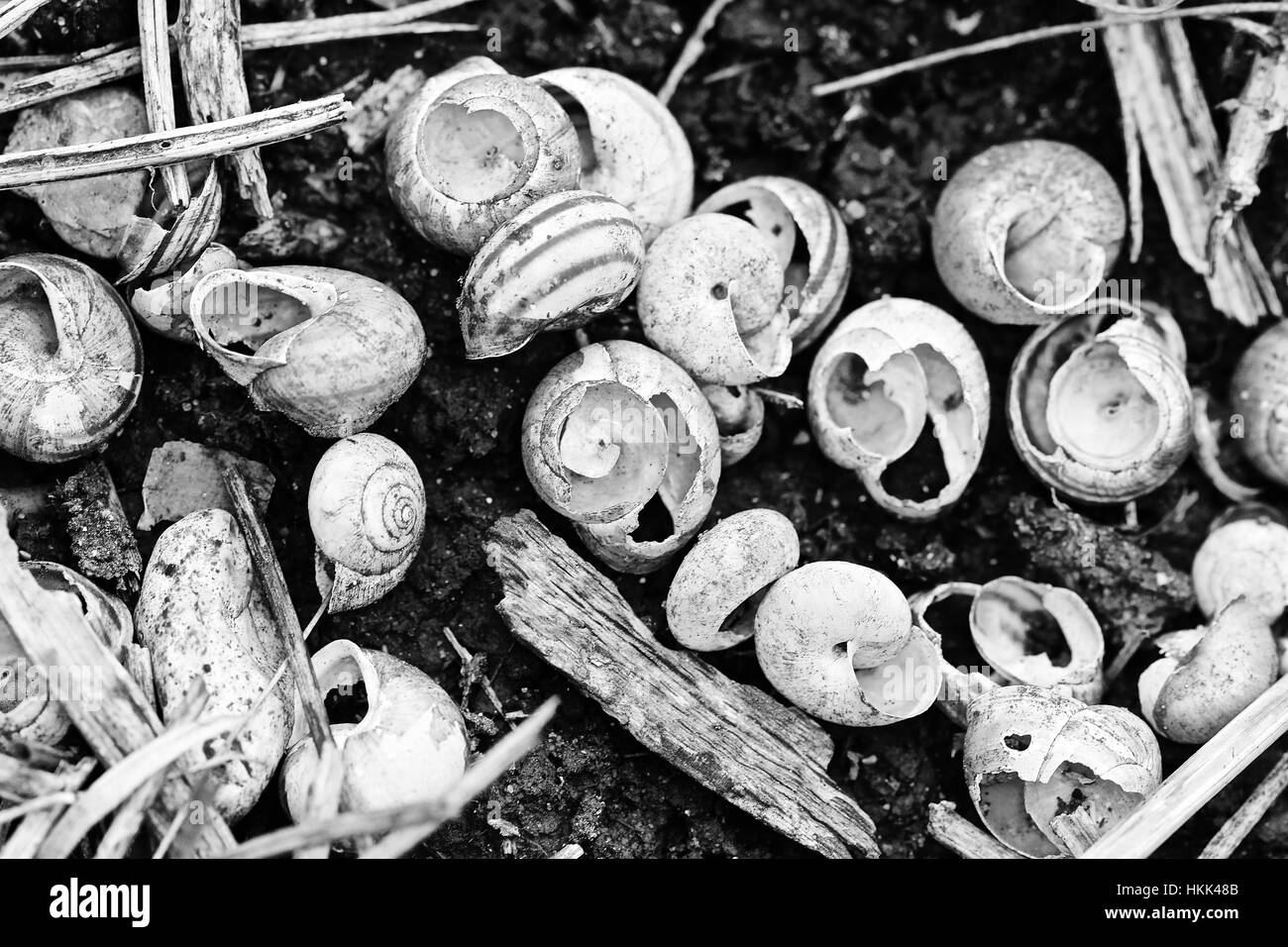 Image en noir et blanc de coquilles d'escargots vides Banque D'Images