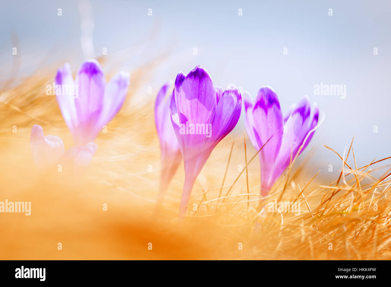 Fleur de printemps crocus close up Banque D'Images