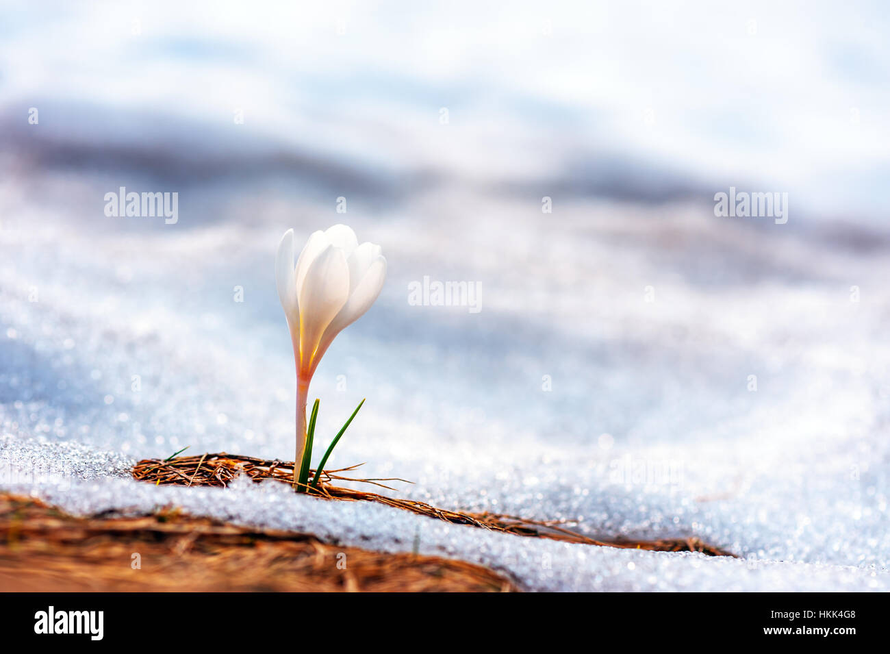 Fleur de printemps crocus close up Banque D'Images