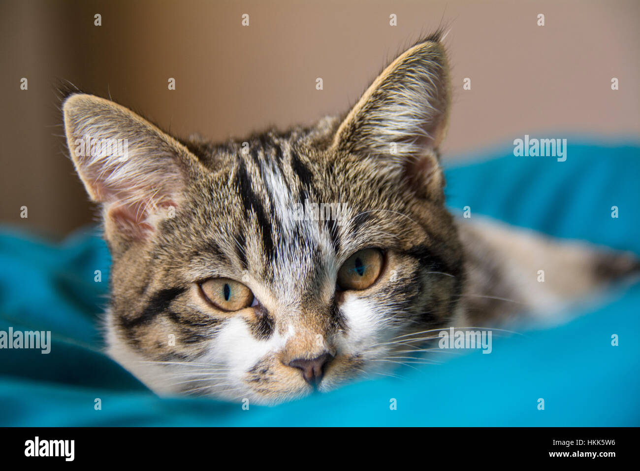 Chaton tigré Banque D'Images