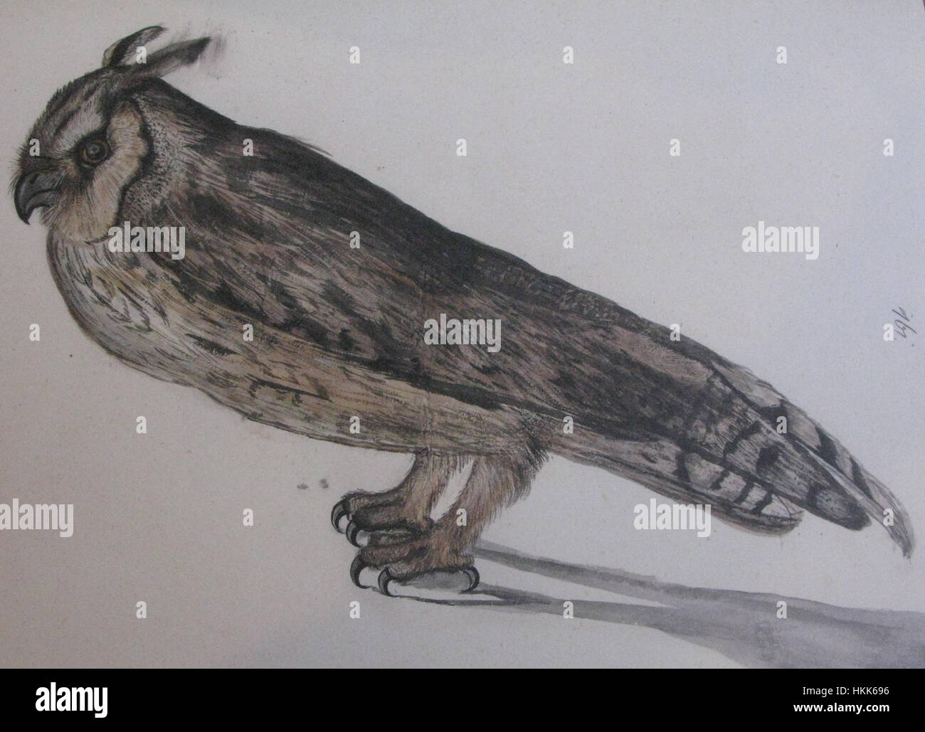 Cette image de l'Iconotheca Valvasoriana représente Asio otus, également connu sous le nom de hibou à longues oreilles. L’œuvre met en valeur les traits distinctifs de l’oiseau, y compris ses longues touffes d’oreilles et ses grands yeux, soulignant sa beauté naturelle et son importance en ornithologie. Banque D'Images