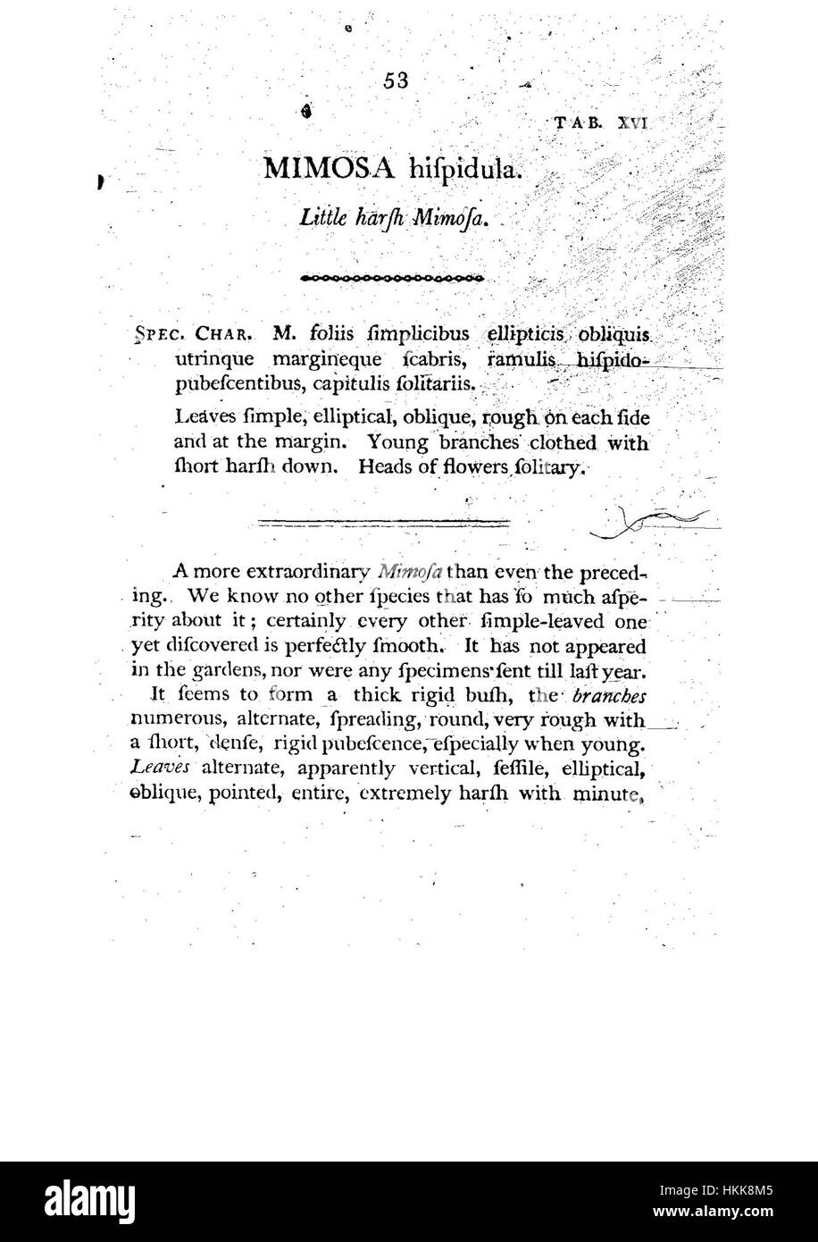 Cette illustration botanique, présentée à la page 53 d’un ouvrage sur la Nouvelle-Hollande, met en valeur la flore australienne, en mettant en évidence des espèces végétales indigènes de la région. Le travail sert de représentation historique importante des premières études botaniques. Banque D'Images