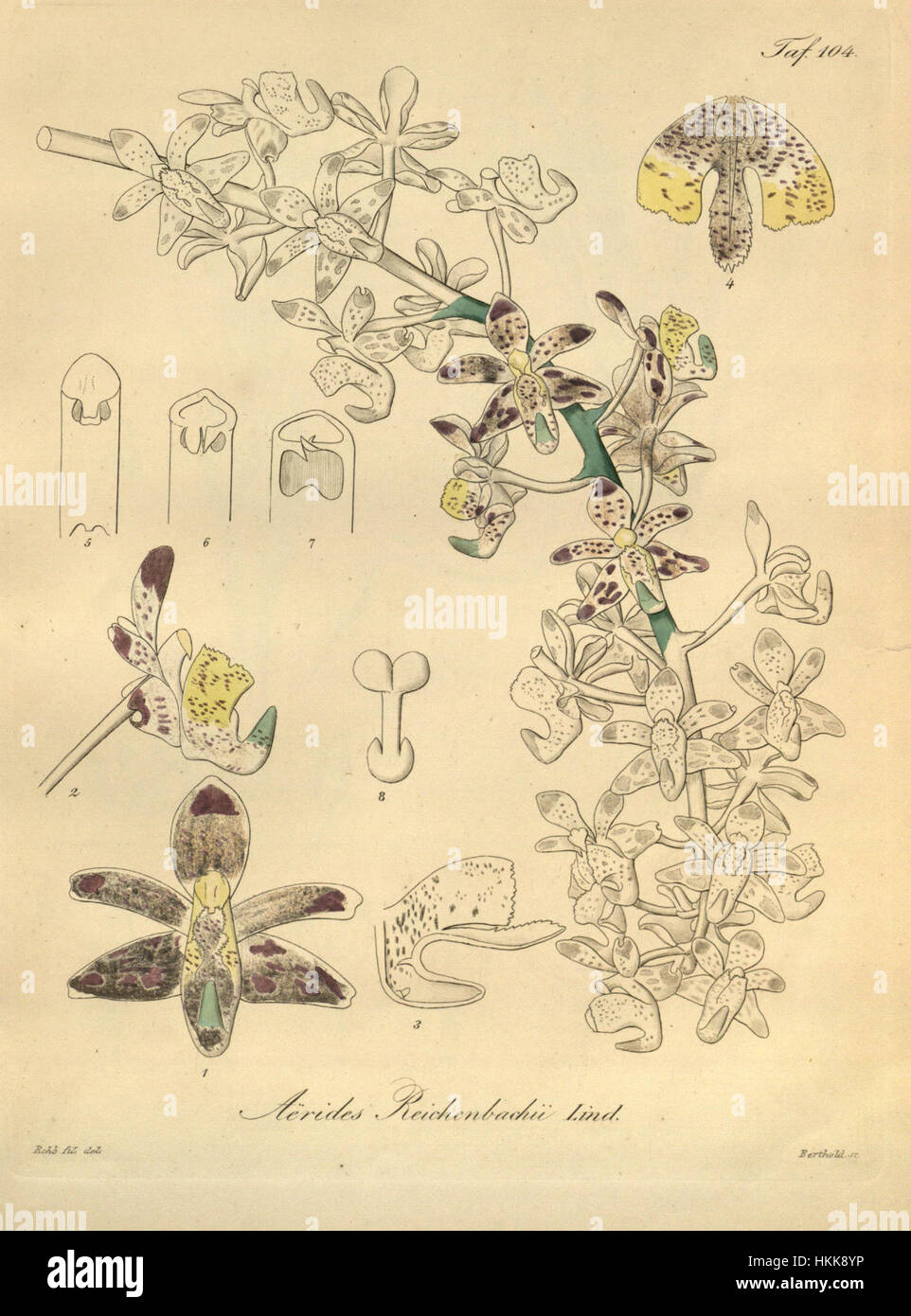 Aerides odoratum (anciennement connu sous le nom de Aerides reichenbachii) est une espèce d'orchidée présentée dans l'illustration botanique Xenia de 1874. L'œuvre d'art complexe met en évidence la nature délicate et détaillée de la fleur, soulignant son importance dans l'étude de la botanique. Banque D'Images