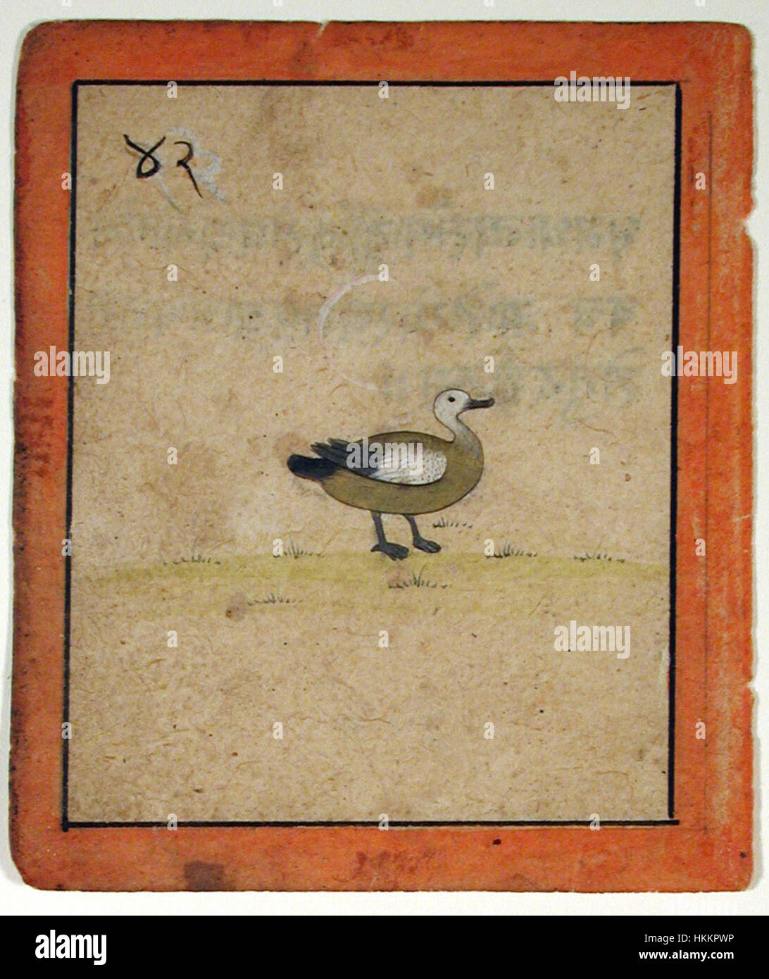 Cette image capture un canard, probablement dans son habitat naturel, en se concentrant sur les caractéristiques et les environs de l'oiseau. Le canard est représenté avec beaucoup de détails, mettant en valeur son anatomie distincte et l'environnement naturel qu'il habite. Banque D'Images