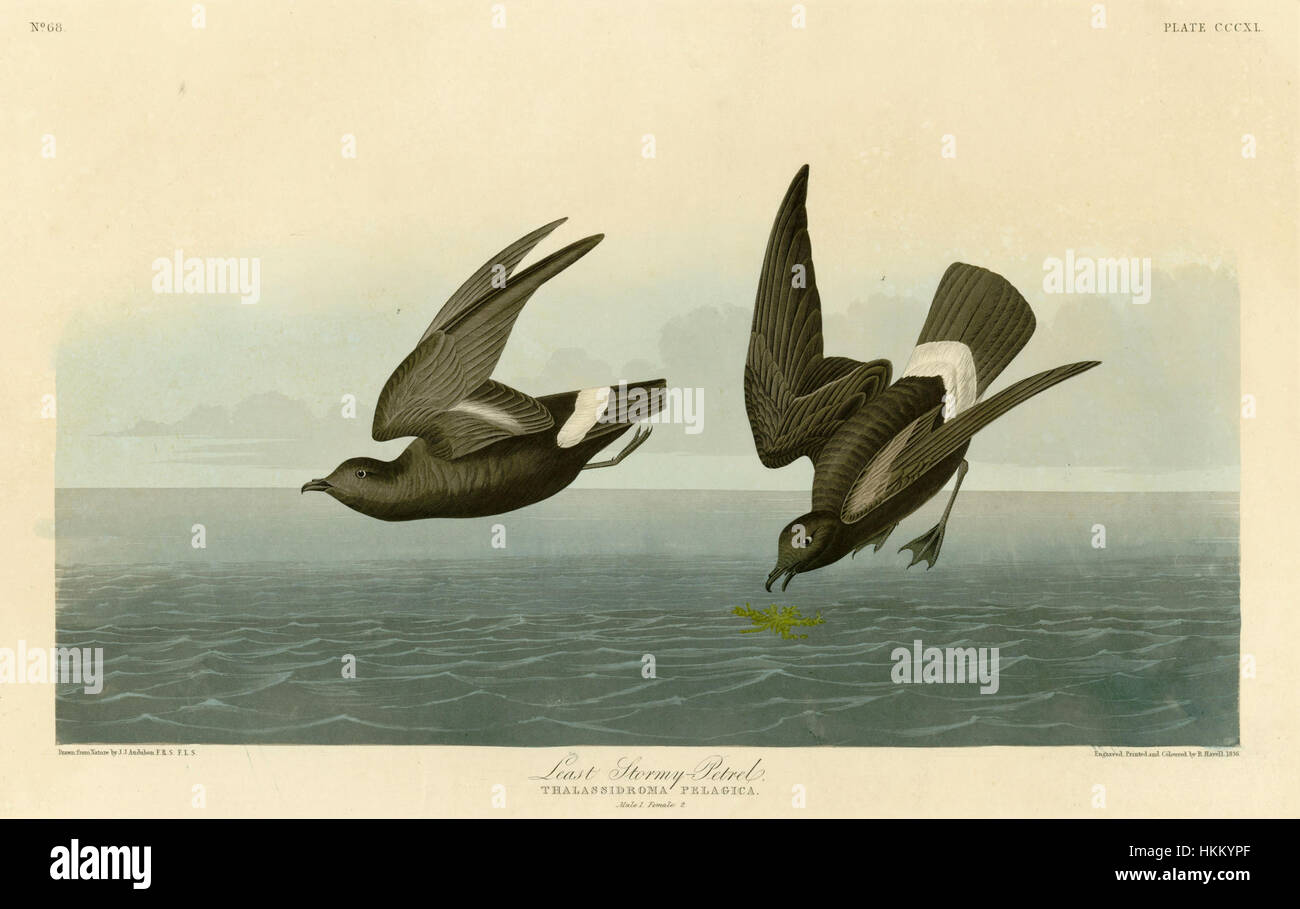 Cette image présente une vue rapprochée d'un pétrel moindres Stormy, mettant l'accent sur ses caractéristiques distinctives. L'oiseau est connu pour son adaptabilité aux environnements orageux et sa nature migratoire. Banque D'Images