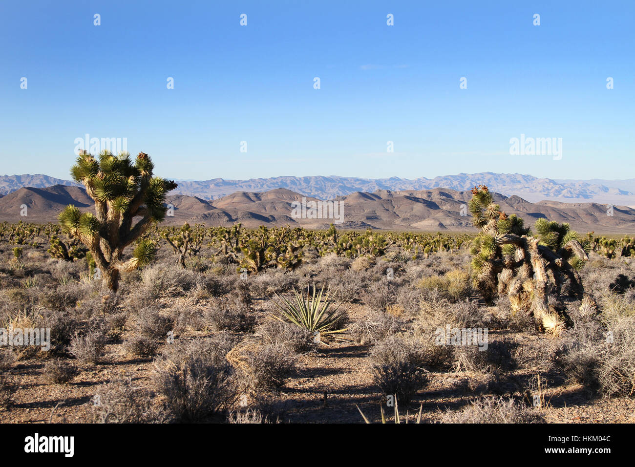 Un paysage désert du Nevada montrant quelques beaux arbres Joshua Banque D'Images