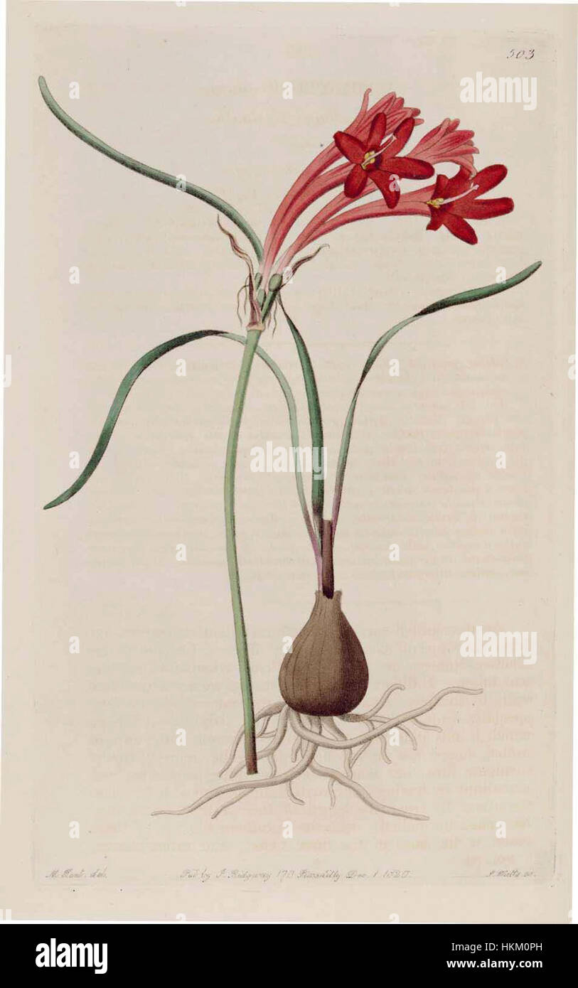 La 503ème édition de Cyrtanthus odorus, une espèce de plante à fleurs originaire d’Afrique australe, est représentée dans cette illustration botanique. L'œuvre met en valeur les fleurs distinctives en forme de trompette de la plante et ses caractéristiques uniques au sein de la famille des Amaryllidaceae. Banque D'Images