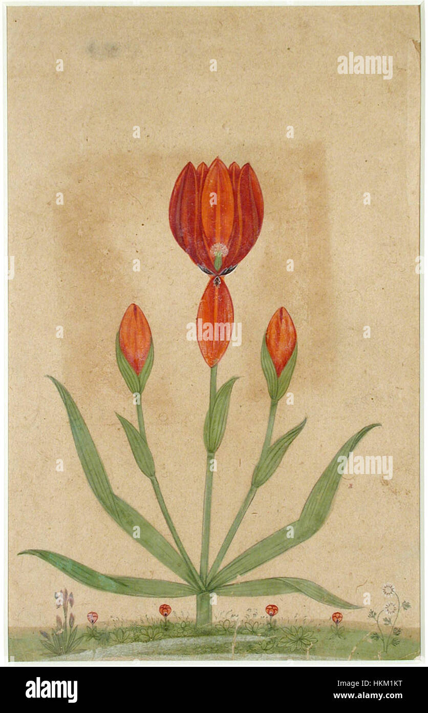 Une tulipe avec fleur, deux bourgeons et feuilles (6125079400) Banque D'Images