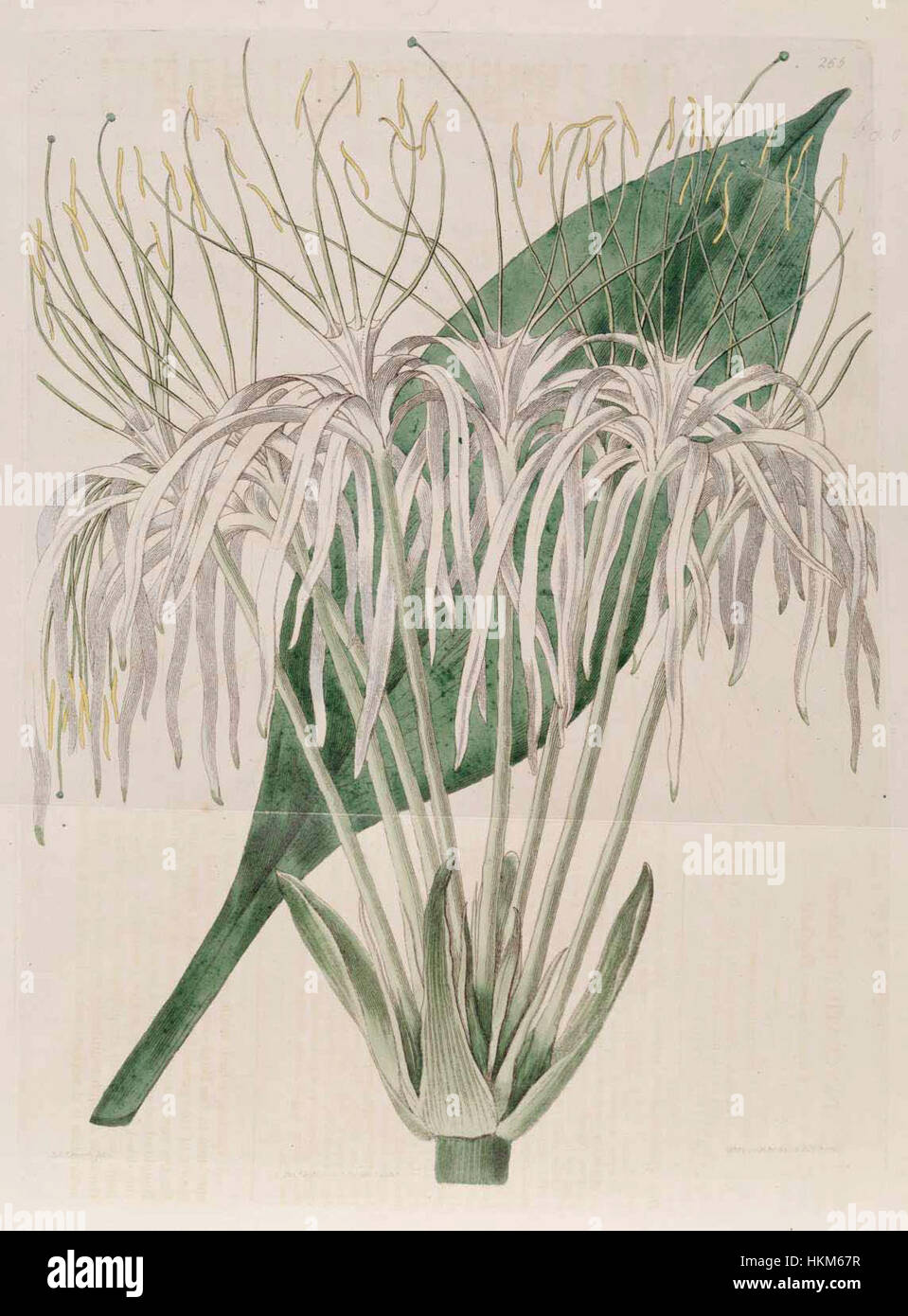 Cette illustration botanique représente Hymenocallis tubiflora, une espèce connue pour ses fleurs blanches frappantes aux pétales allongés. Le dessin souligne les caractéristiques uniques de la plante, soulignant sa structure délicate et sa beauté naturelle. Banque D'Images