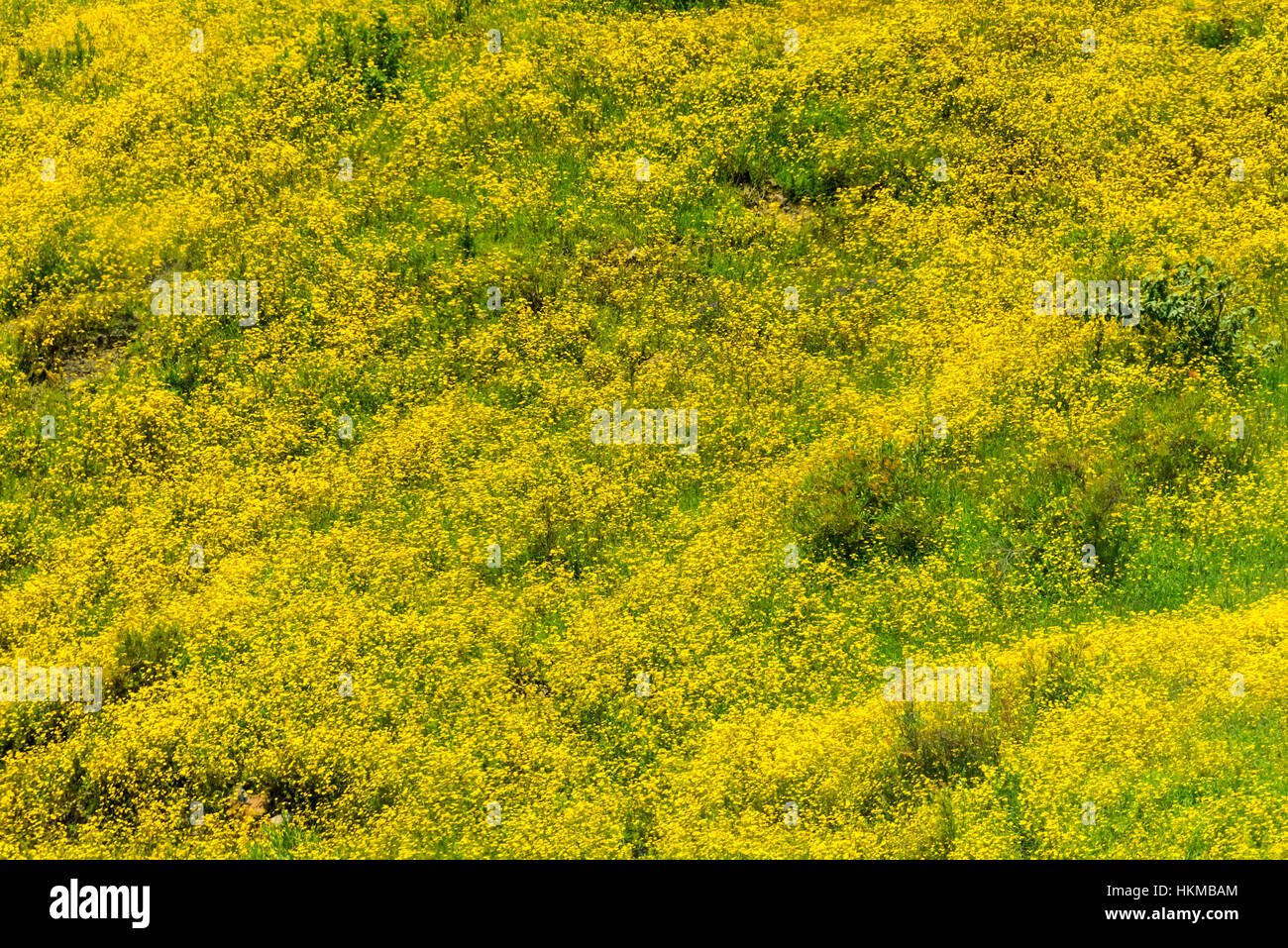 En fleurs fleurs Meskel, Ethiopie Banque D'Images