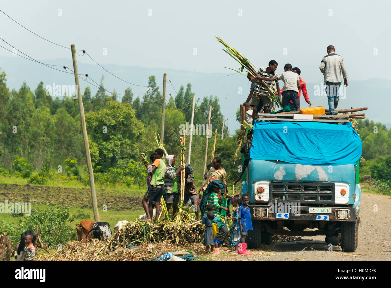 Chargement de la canne à sucre récoltée sur le chariot, Bahir Dar, Ethiopie Banque D'Images