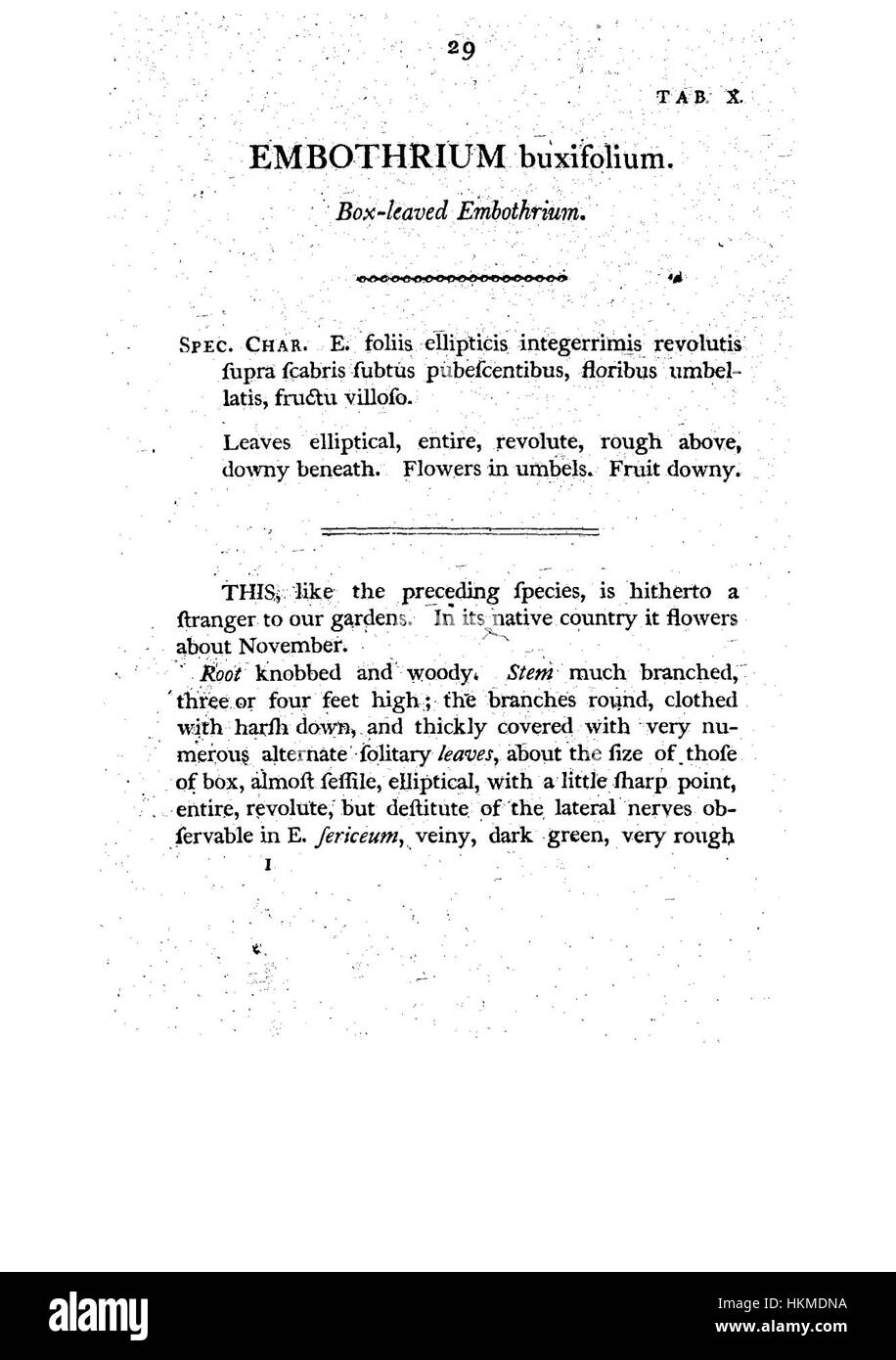 Une illustration tirée de *Un spécimen de la botanique de New Holland*, mettant en valeur la diversité de la vie végétale de l'Australie. Cette étude botanique, datant du XIXe siècle, souligne le caractère unique de la flore australienne. Banque D'Images