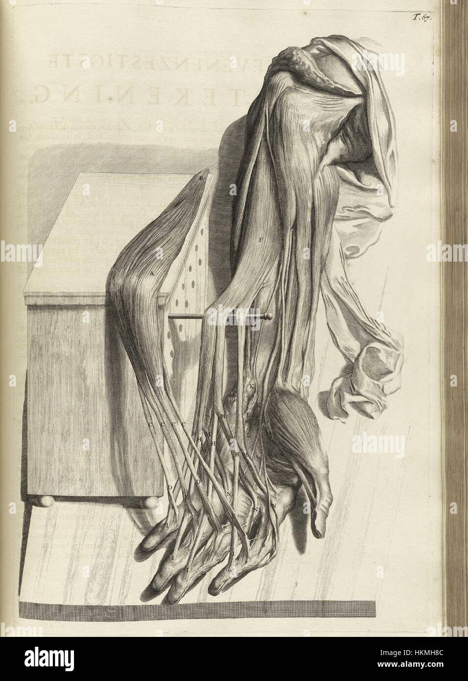 L'illustration de 1690 de 'Ontleding' de Bidloo représente des dessins anatomiques détaillés du corps humain. Ce travail met en valeur les progrès de la science médicale et des études anatomiques à la fin du XVIIe siècle. Banque D'Images