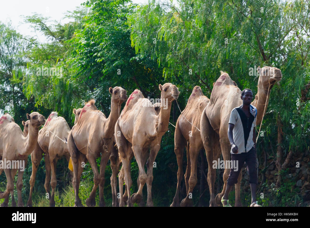 Caravane de chameaux voyageant dans les montagnes du Simien, Ethiopie Banque D'Images