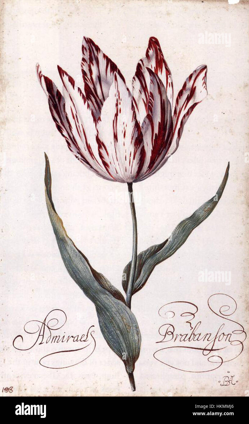 Cette peinture de Balthasar van der AST représente une tulipe vibrante, mettant en valeur les compétences de l’artiste en botanique intégrées L'œuvre capture les détails complexes de la fleur en pleine floraison, un sujet commun des natures mortes florales néerlandaises du XVIIe siècle. Banque D'Images