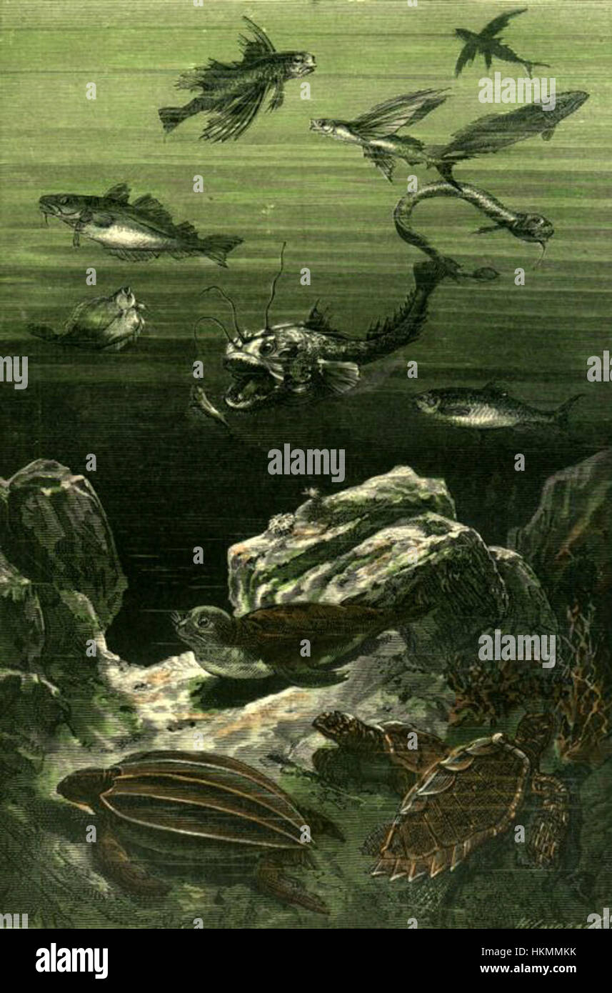 Cette illustration tirée de « vingt mille lieues sous la mer » par Neuville et Riou représente le sous-marin du capitaine Nemo, le Nautilus, sous l'océan. L’œuvre capture l’aventure du roman et les thèmes d’exploration sous-marine. Banque D'Images