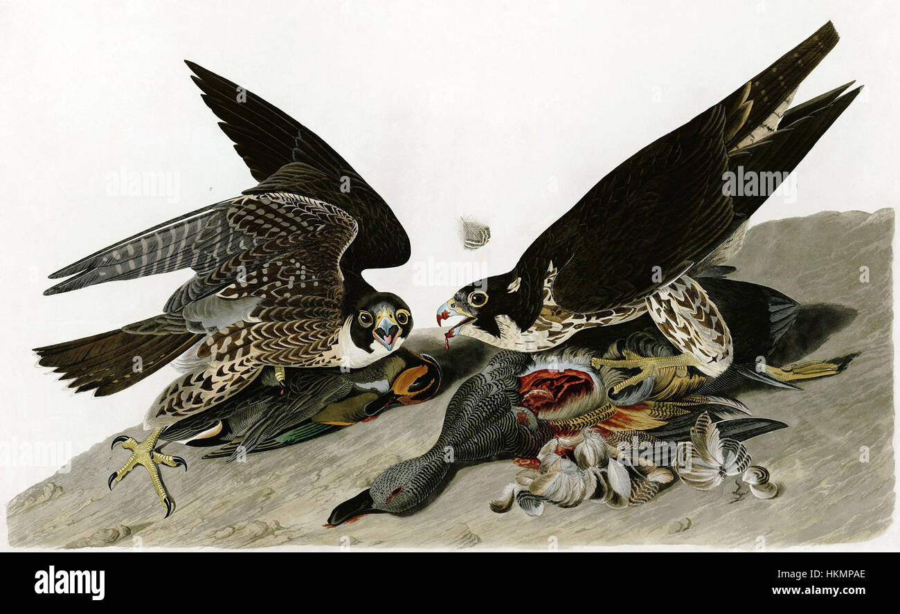 Cette œuvre de John James Audubon présente le Faucon pèlerin, mettant en valeur le style caractéristique de l'artiste de l'illustration de l'histoire naturelle. La pièce capture l'oiseau dans son habitat naturel, avec une attention particulière aux détails et à la précision. Banque D'Images