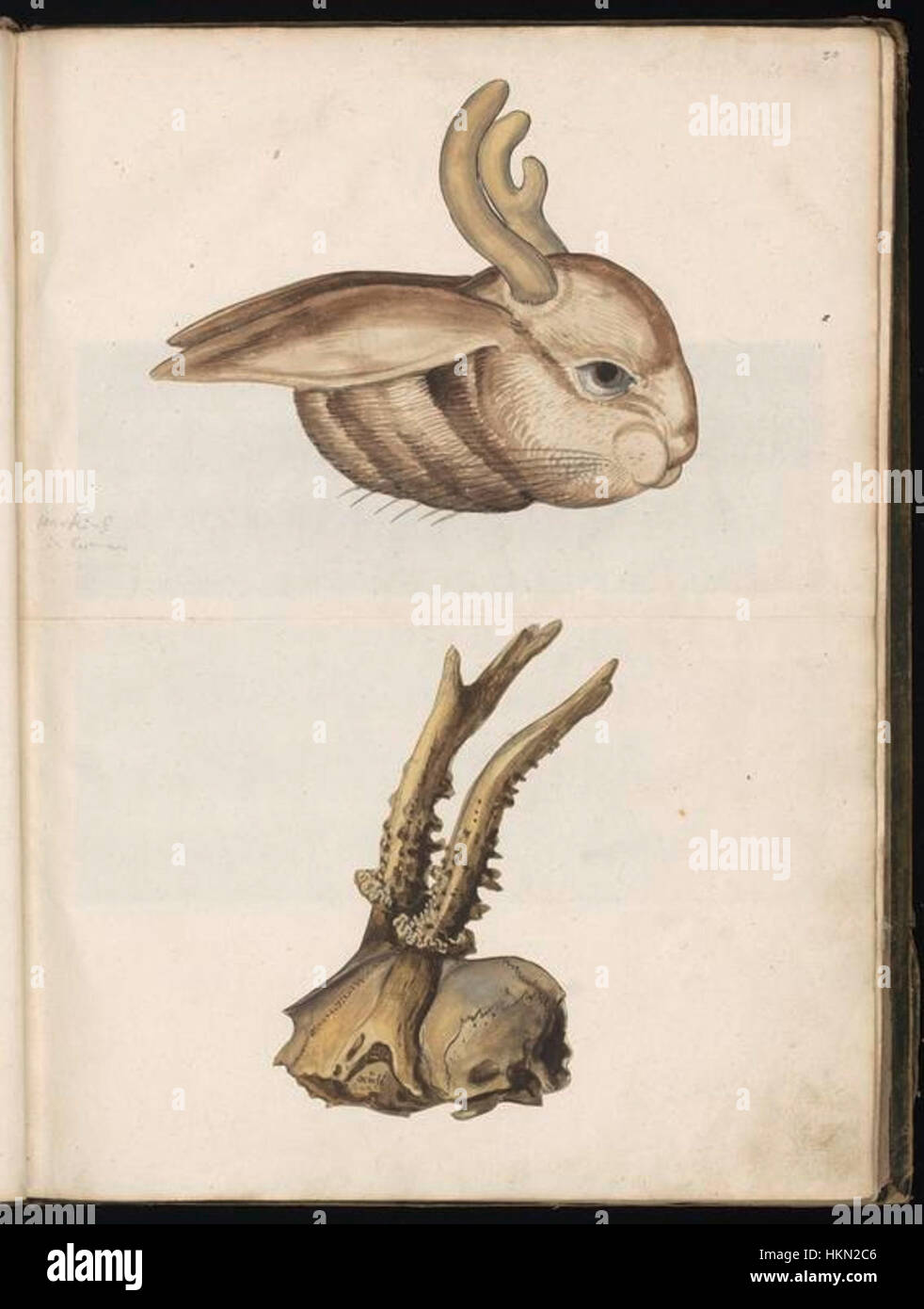 Un dessin animal de Felix Platter, montrant sa maîtrise de la représentation des animaux. Le travail de Platter est connu pour sa précision et sa précision anatomique, ce qui en fait une figure respectée dans le domaine scientifique historique Banque D'Images
