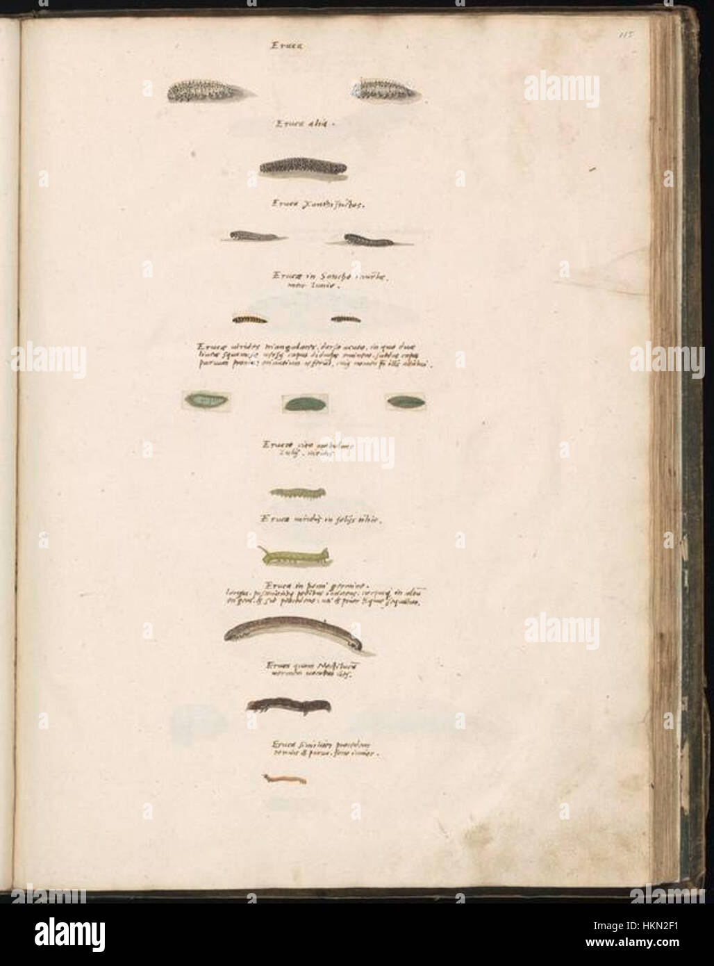 Cette collection de dessins animaliers de Felix Platter présente des représentations détaillées de diverses espèces, démontrant les compétences de l'artiste en matière d'observation et son intérêt historique pour la zoologie et l'histoire naturelle. Banque D'Images